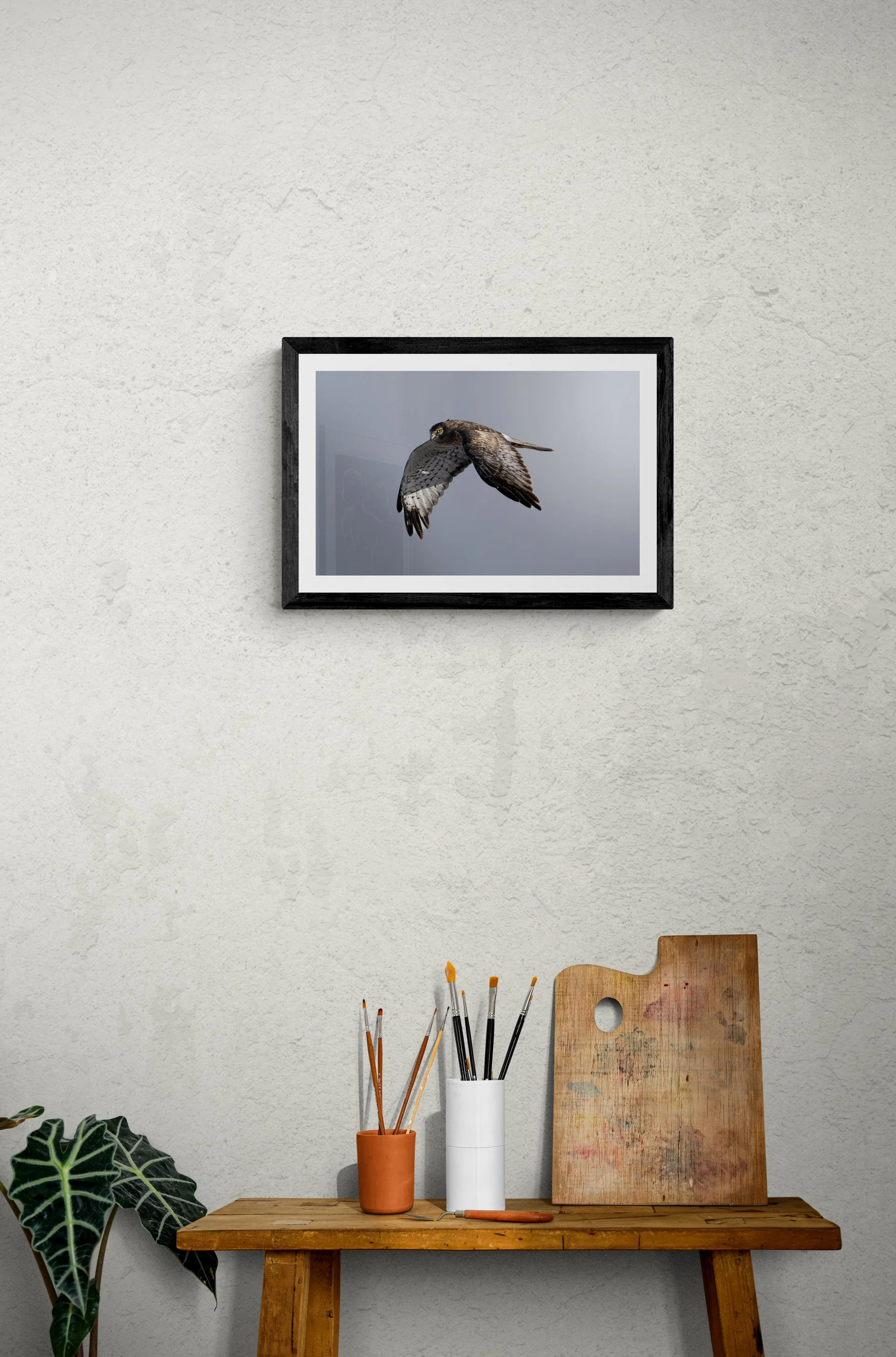 NorthernHarrierFramed.jpg