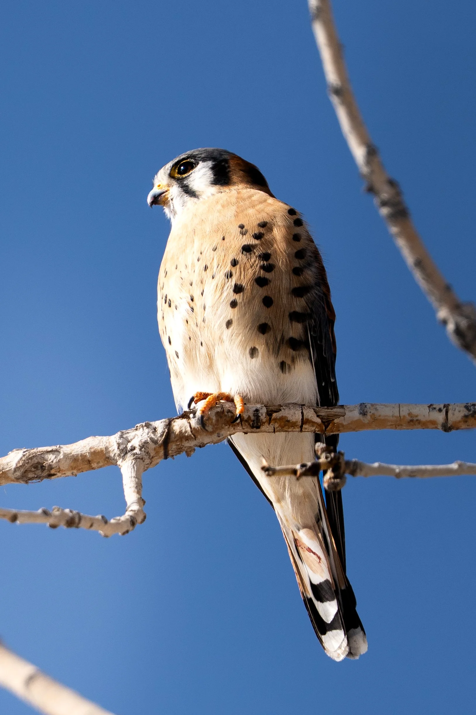 A close-up of a bird of prey, perched on a branch against a clear blue sky, showing its detailed feathers and sharp beak.
