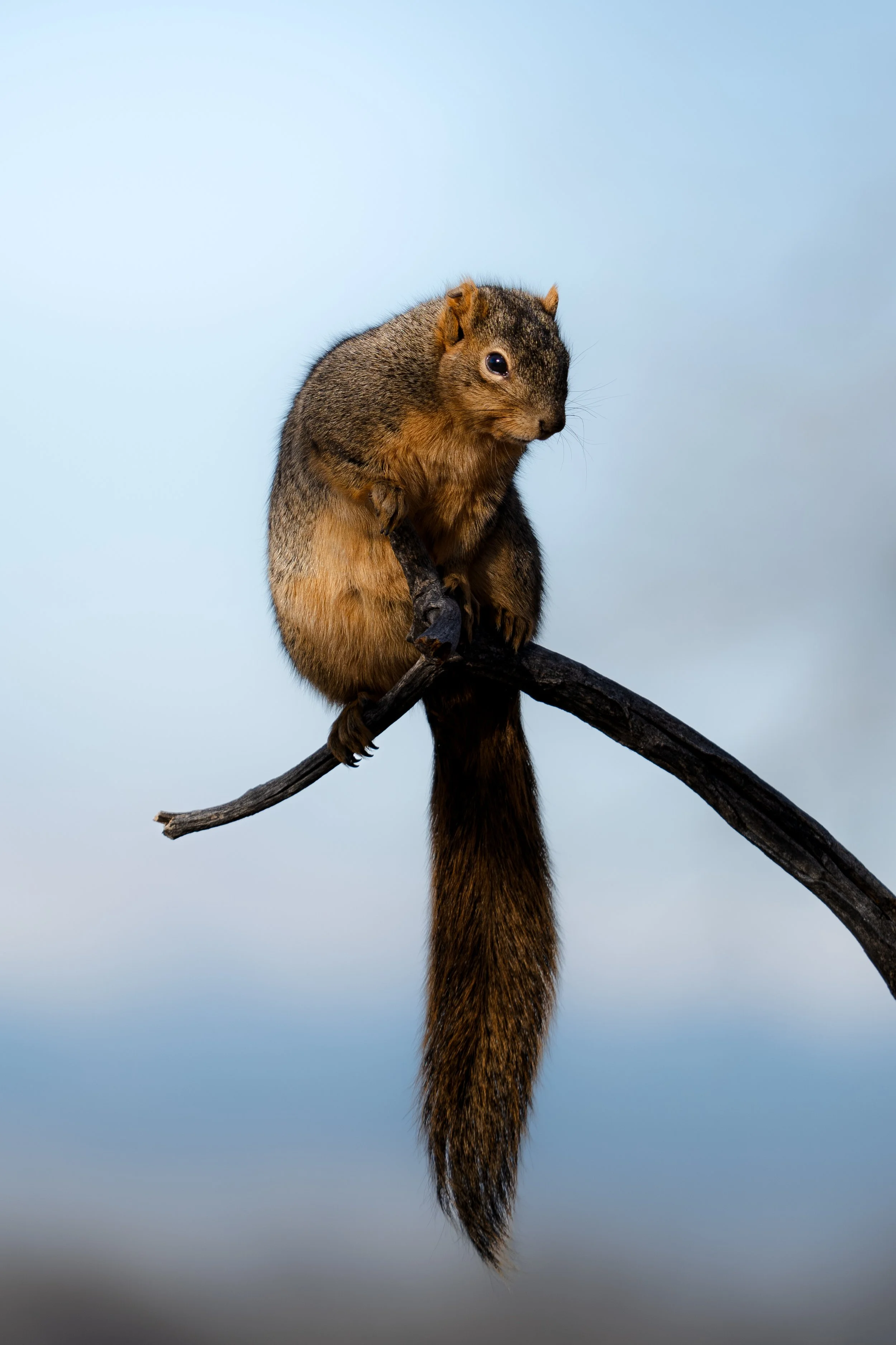 A squirrel sitting on a tree branch against a cloudy sky.
