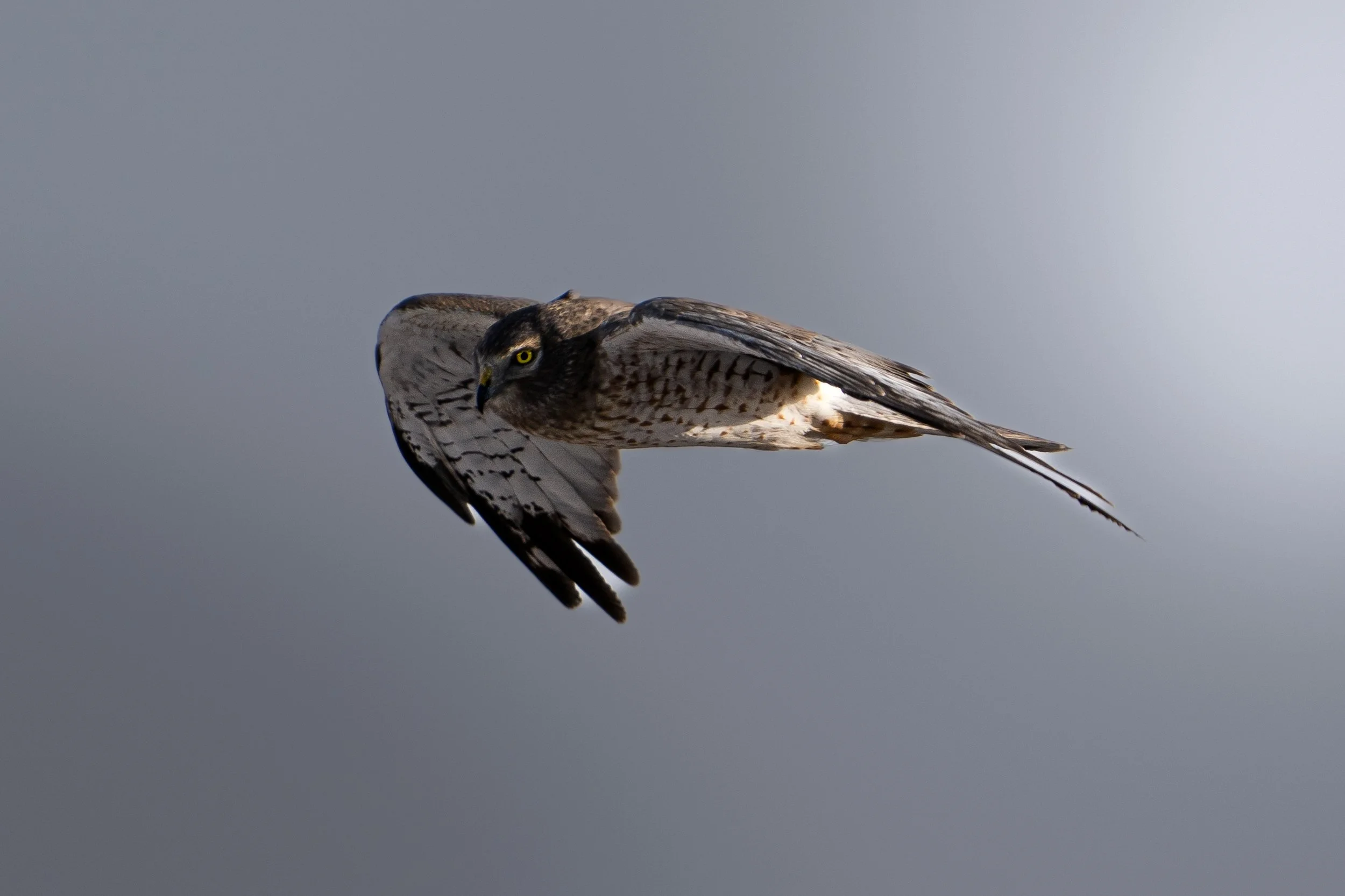 A bird of prey, possibly a hawk or falcon, flying against a cloudy sky with outstretched wings.