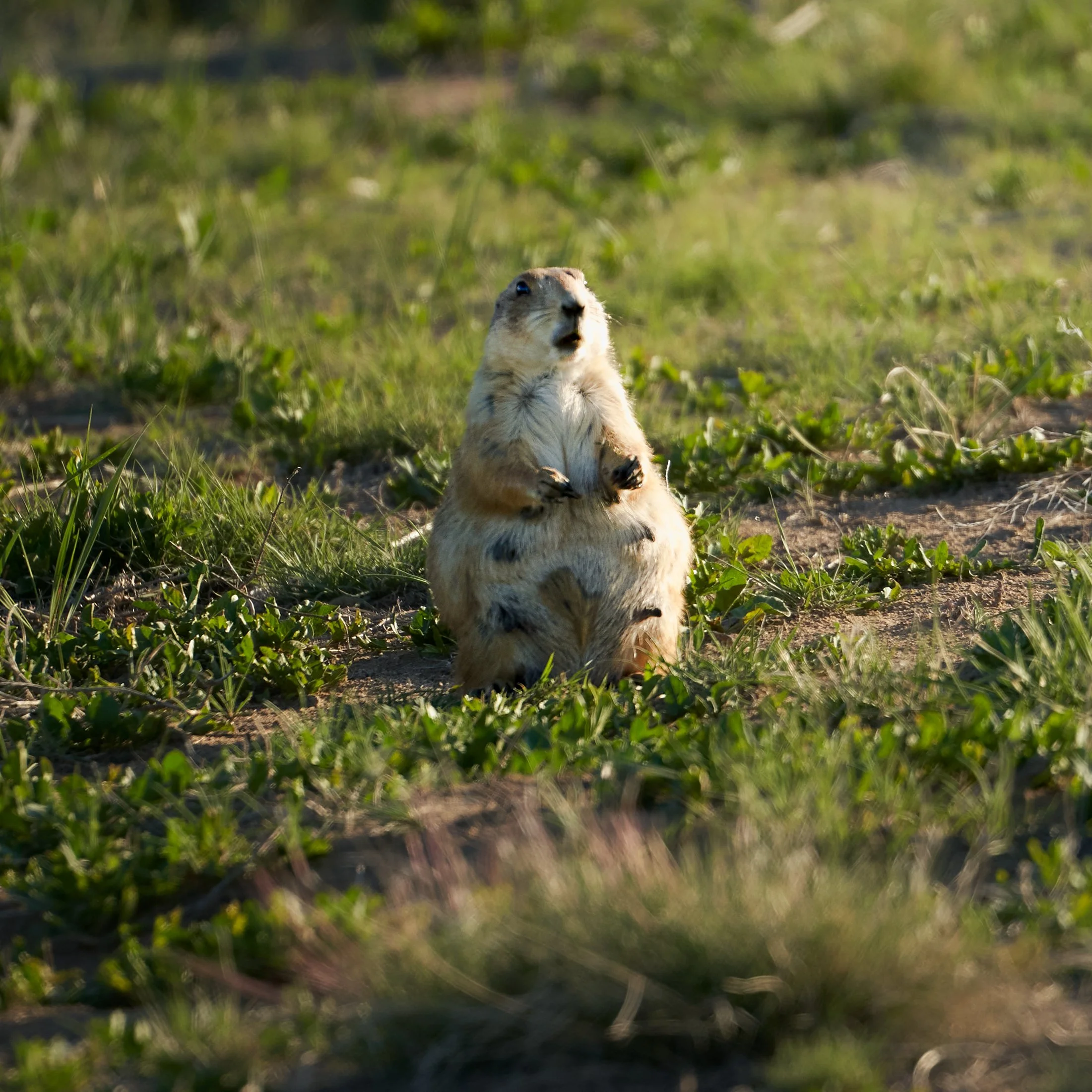 A prairie dog sitting upright on grassy ground with green plants in the background.