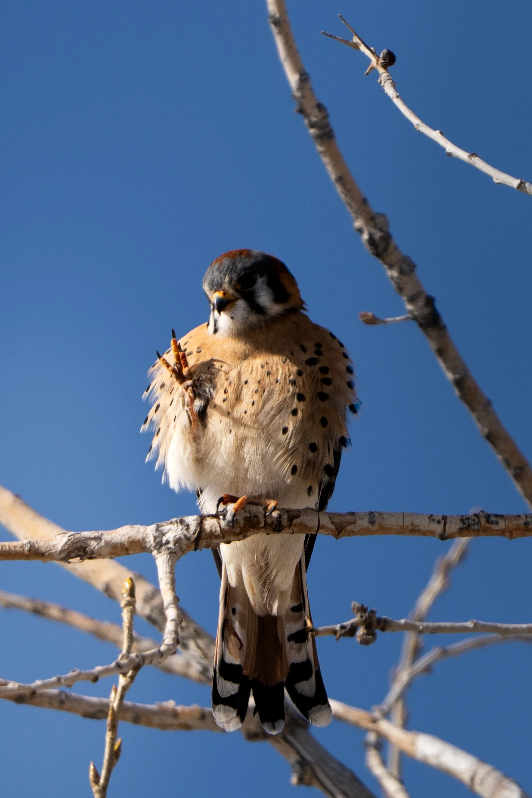 A small bird of prey, possibly a kestrel, perched on a bare tree branch against a clear blue sky, with one talon gripping the branch and its head turned to the side.