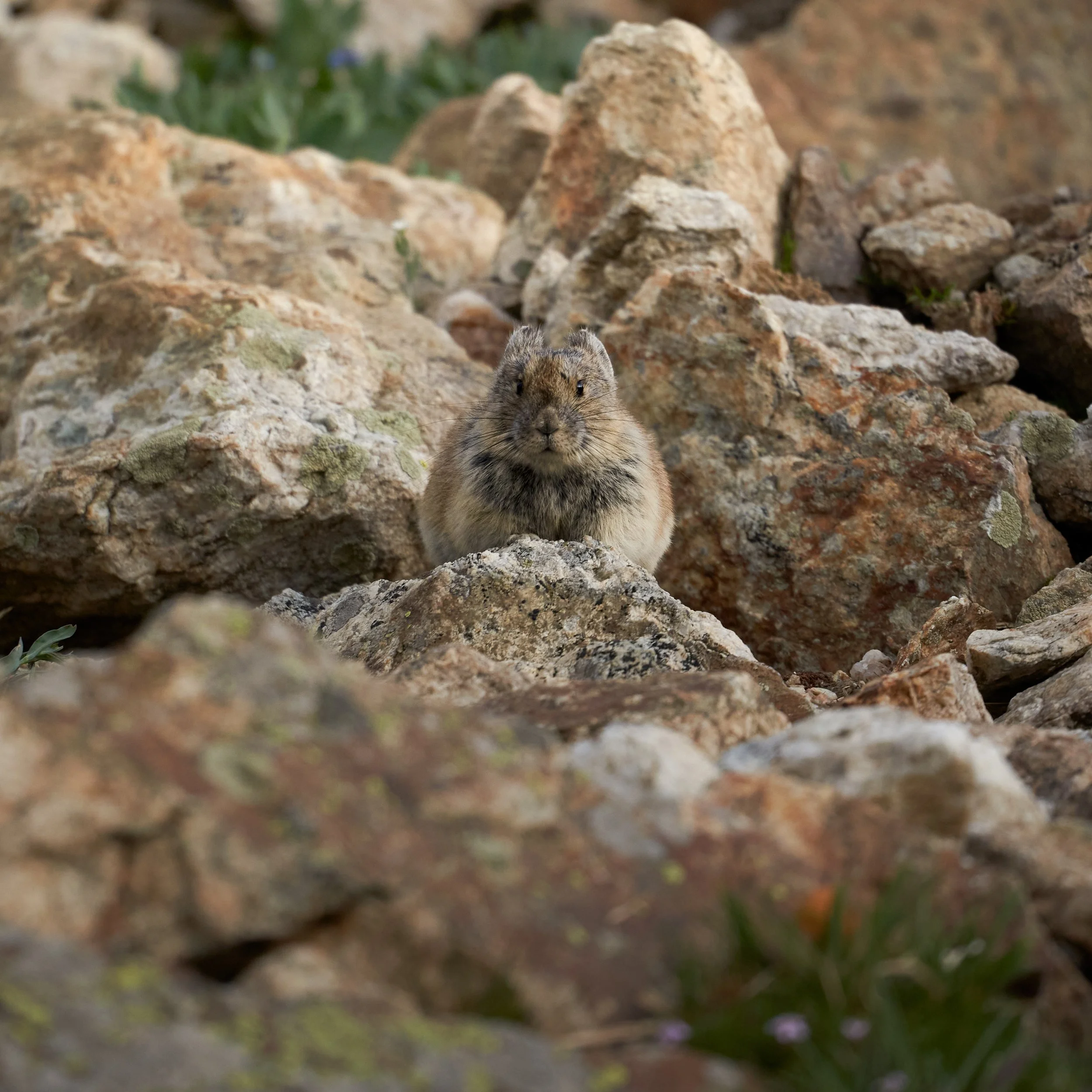 A small rodent with brown fur is partially visible, peering out from behind rocks in a natural outdoor setting with blurred greenery in the background.