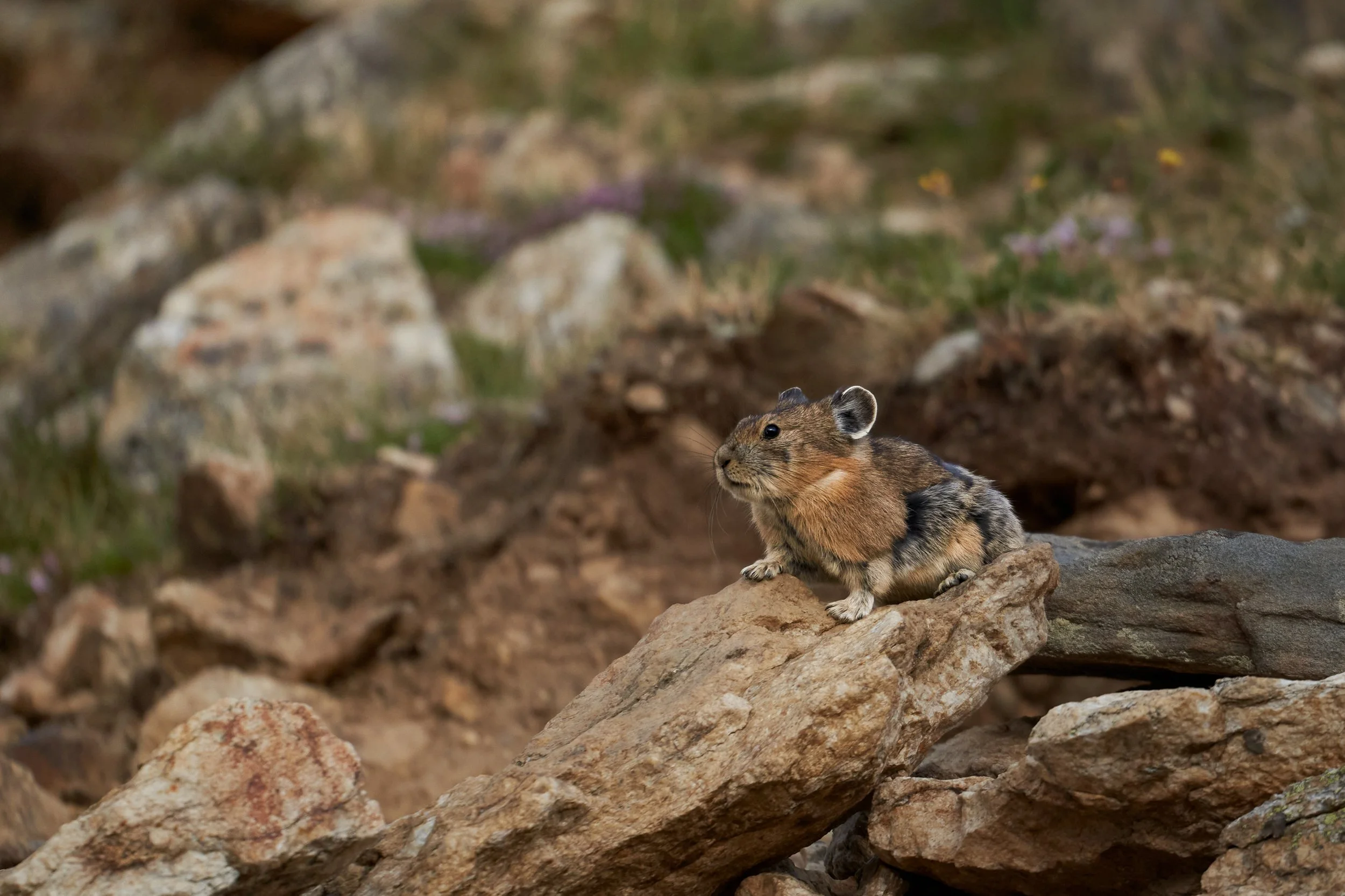 A small rodent, possibly a ground squirrel, sitting on a rocky terrain with a blurred background of rocks and sparse vegetation.