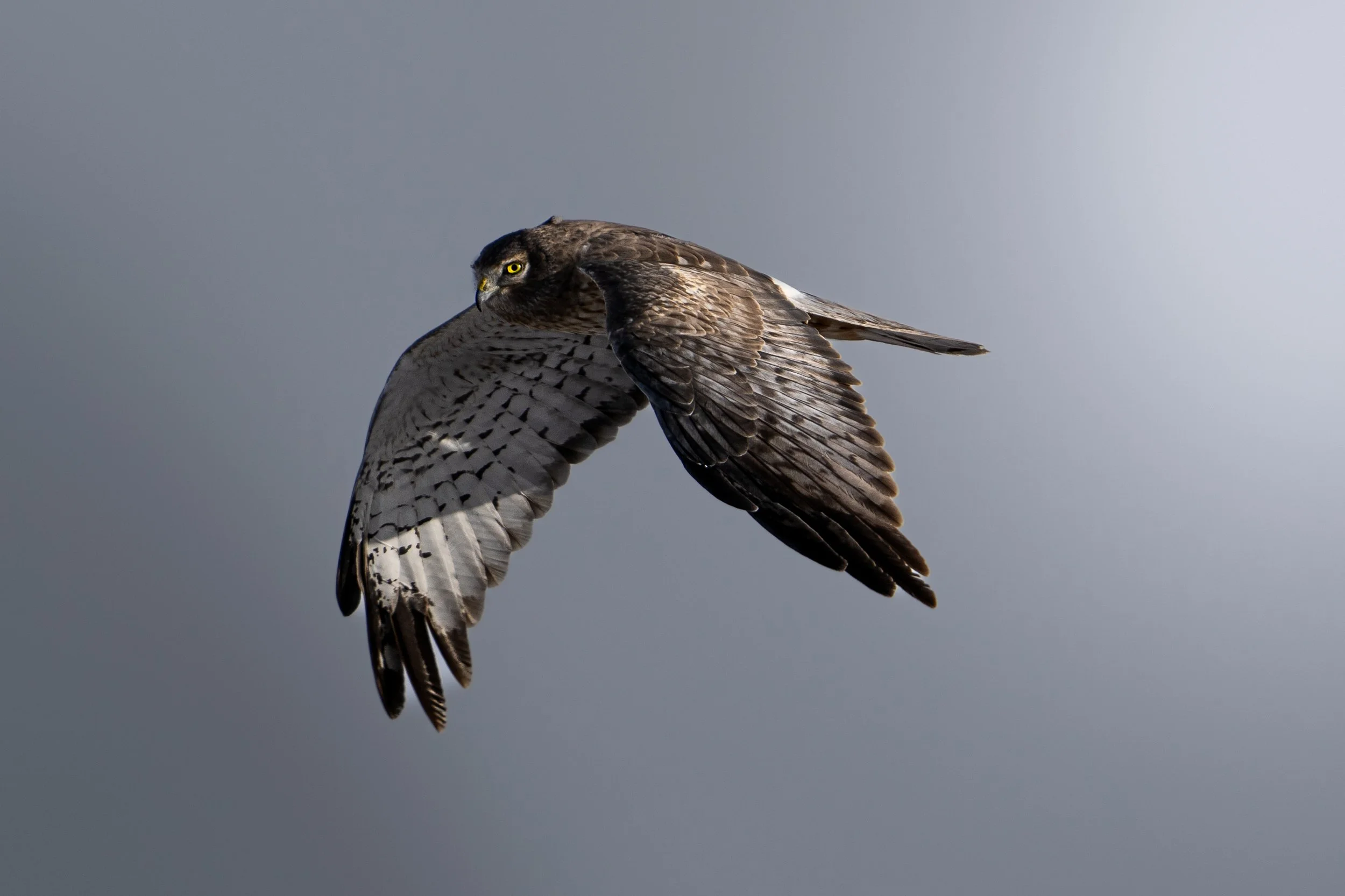 A bird of prey, possibly a hawk or falcon, in flight with wings extended against a gray sky.