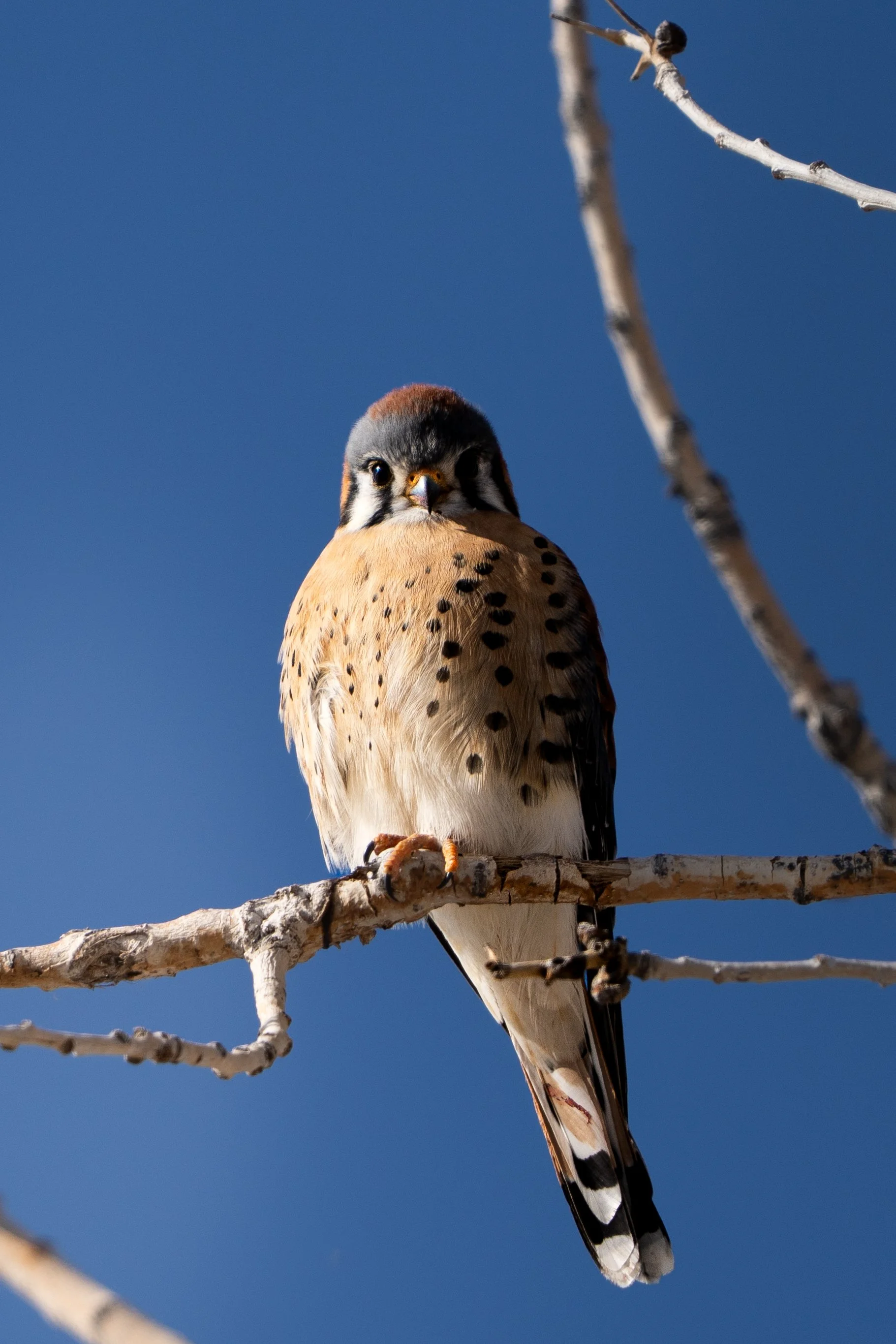 A close-up of a bird perched on a leafless branch against a clear blue sky, with the bird facing forward and showing distinctive markings on its feathers.