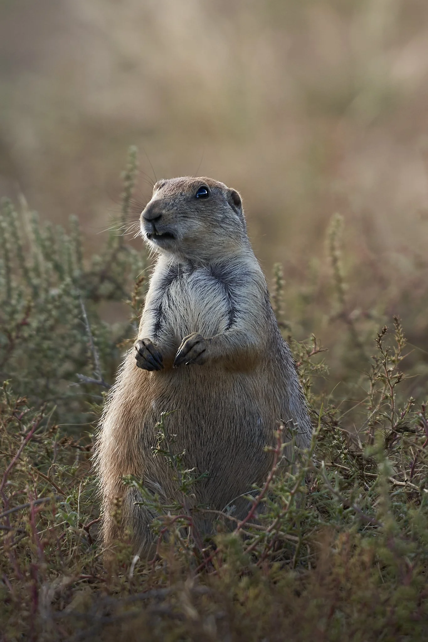 A prairie dog sitting upright in tall grass and bushes, looking alert and curious.