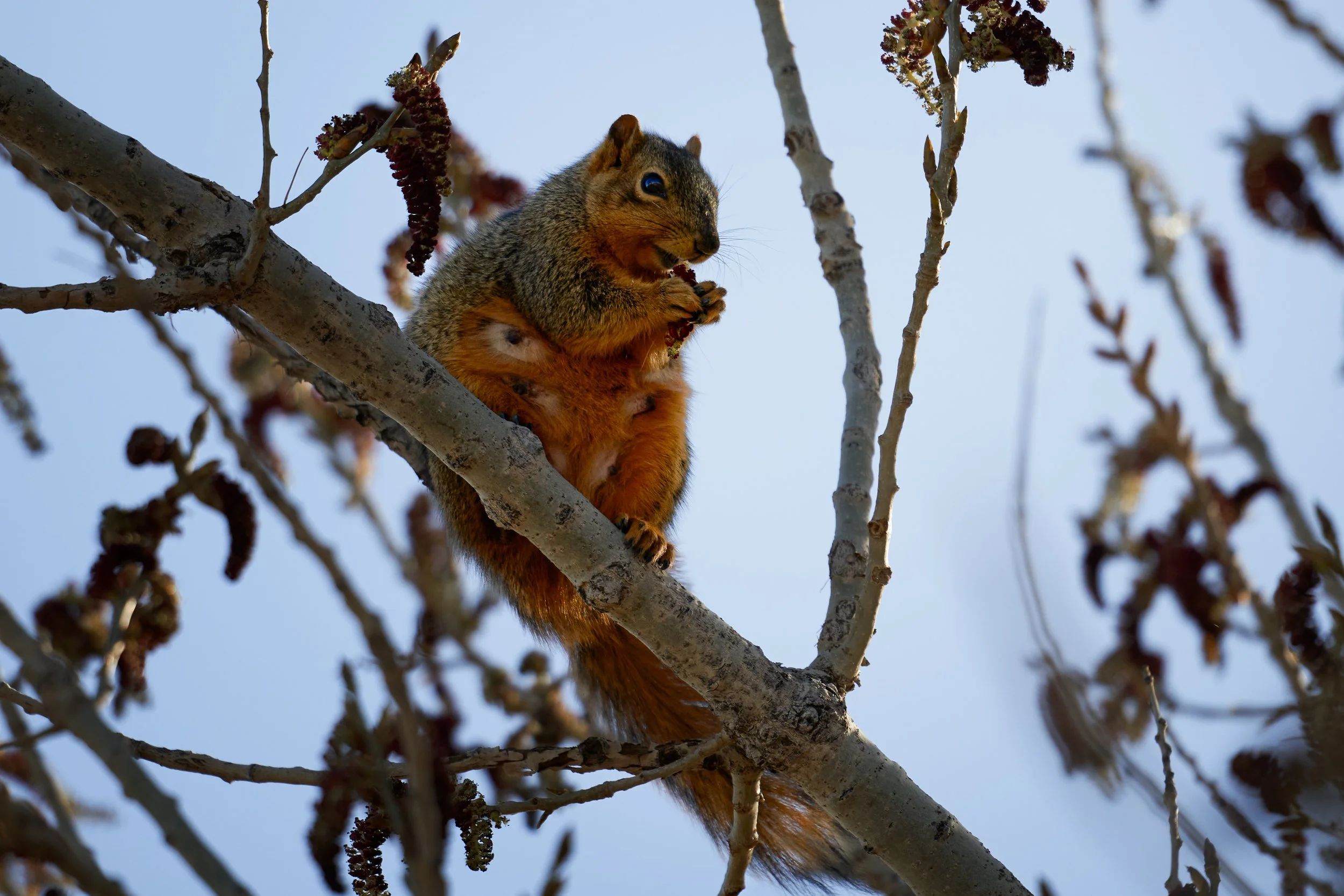 A squirrel sitting on a tree branch eating a small item, surrounded by branches and set against a clear blue sky.