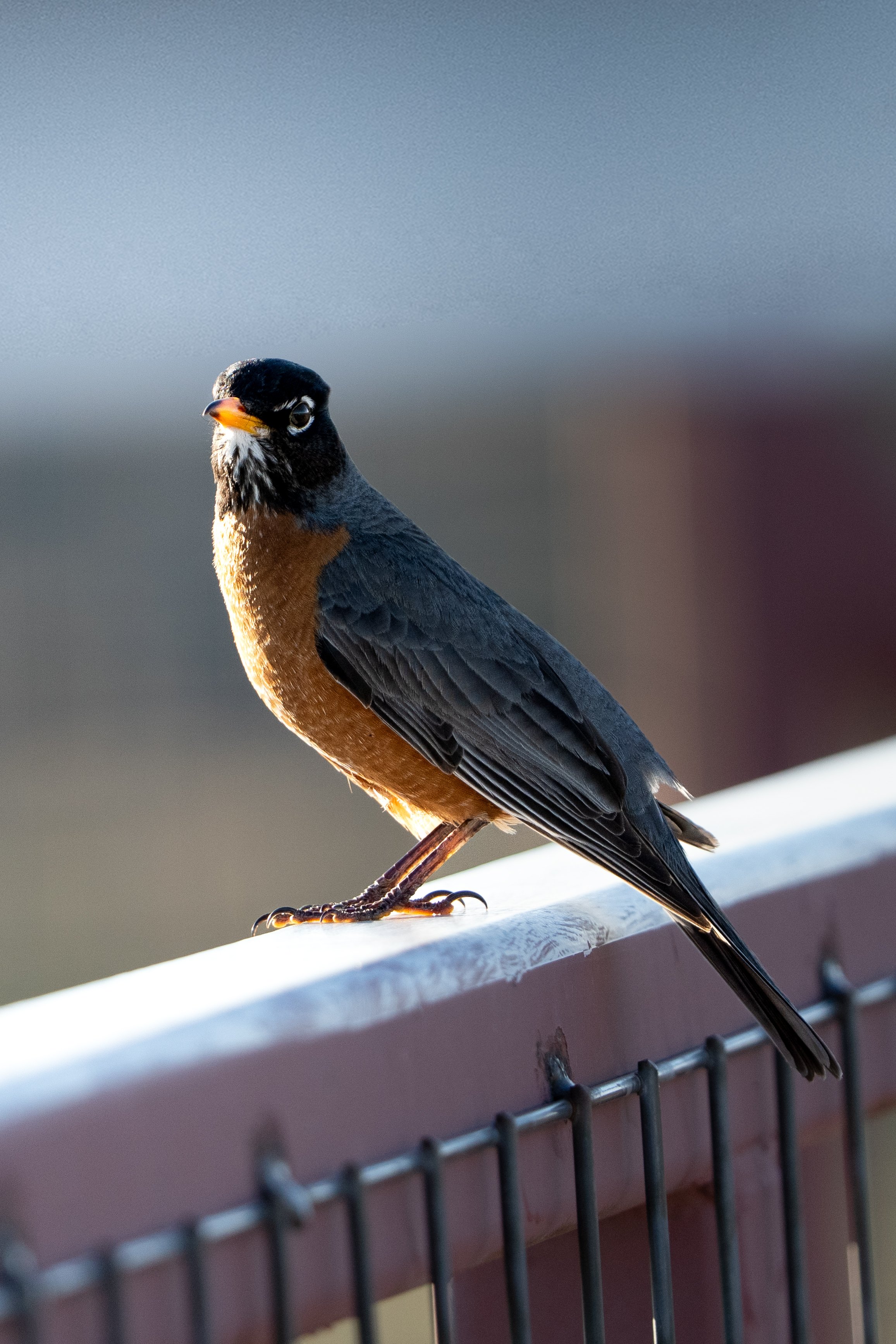A bird with dark head, white eyes, and orange breast perched on a white railing, with a blurred background.