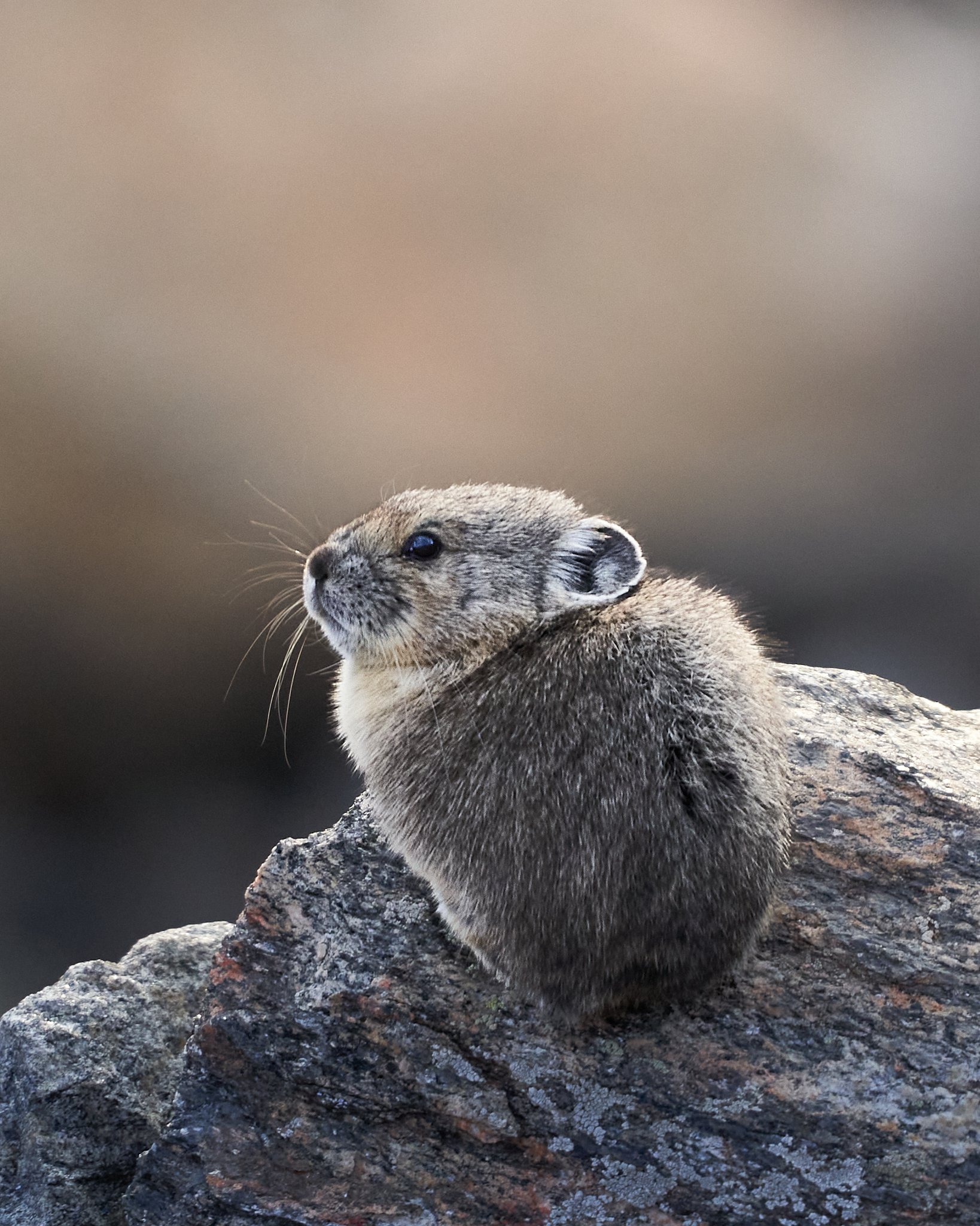 A small, furry rodent with a rounded body and tiny ears perched on a rocky surface, with a blurred natural background.
