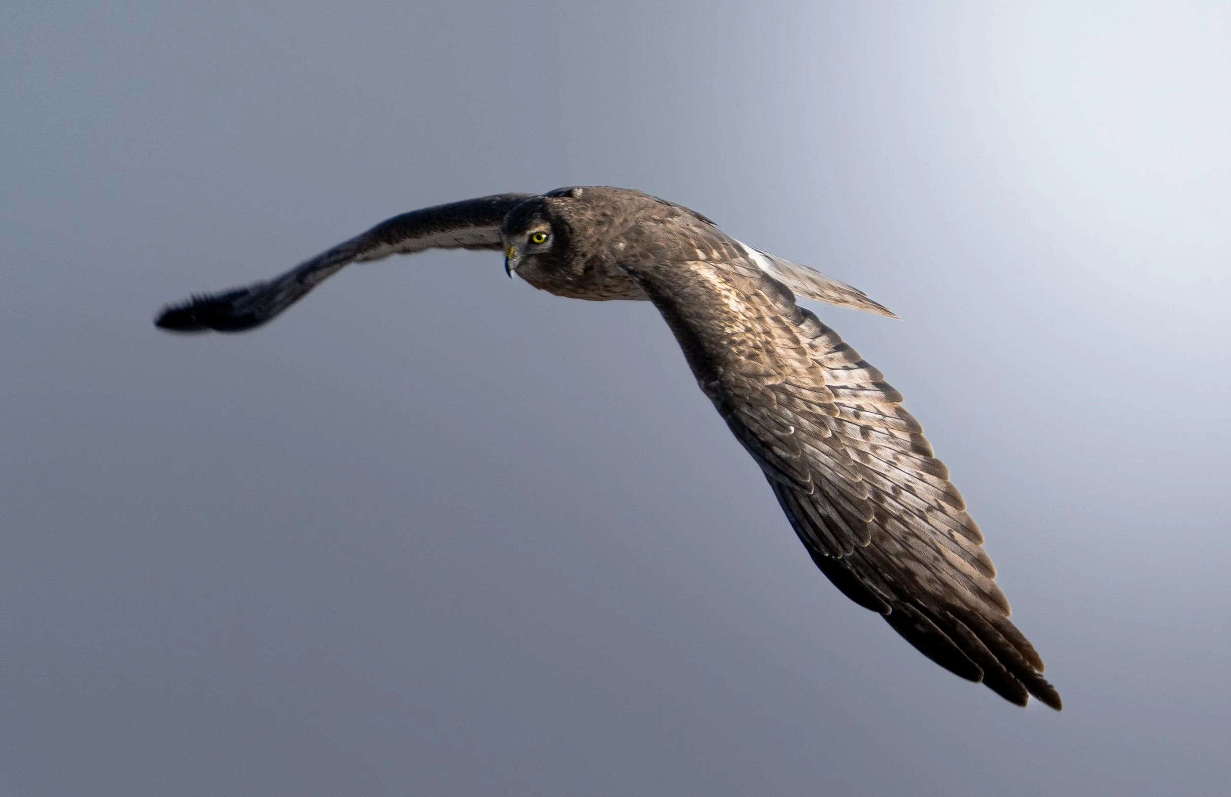 Northern Harrier | Wings Expanded