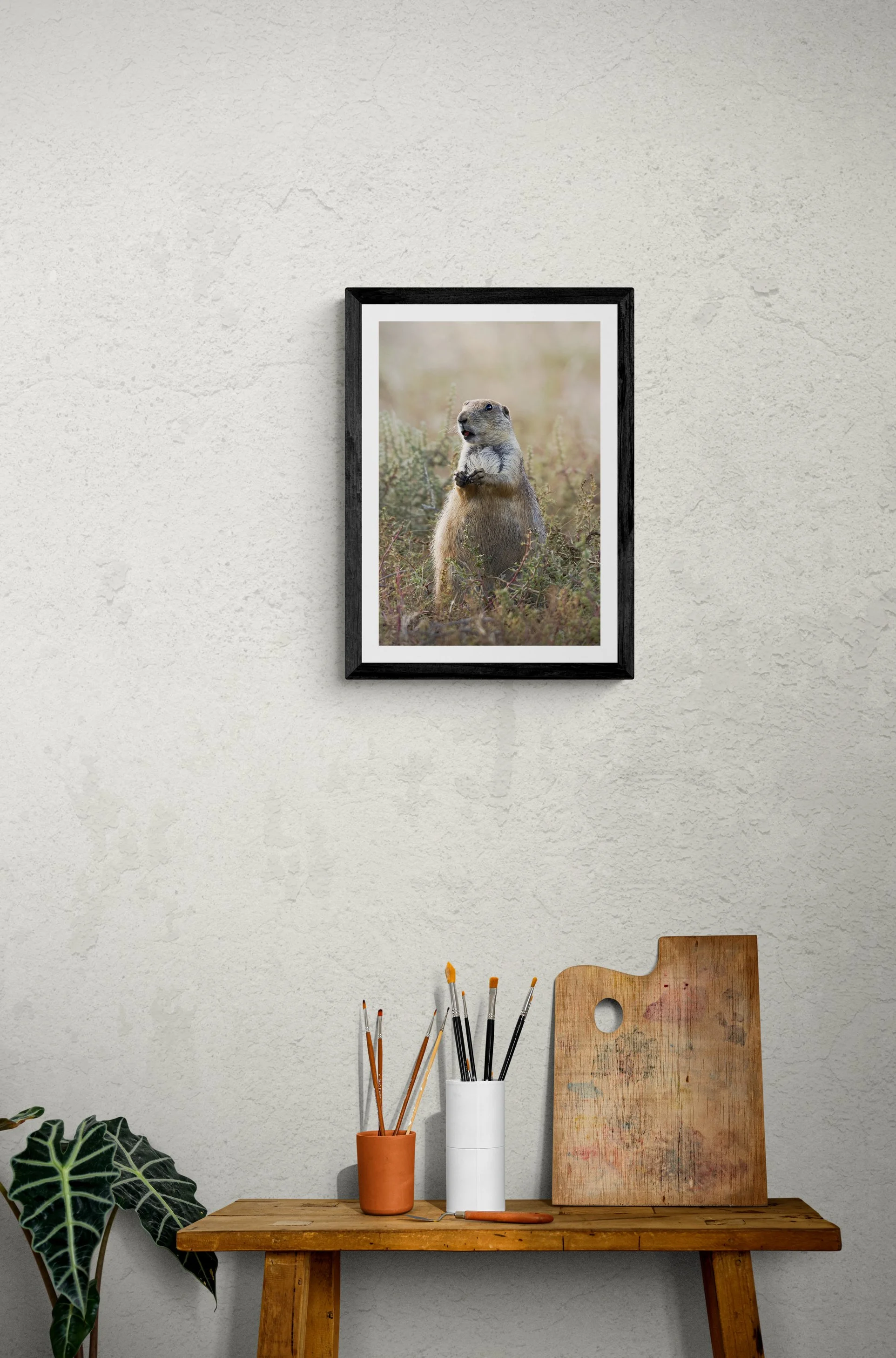 PrairieDogFramed.jpg