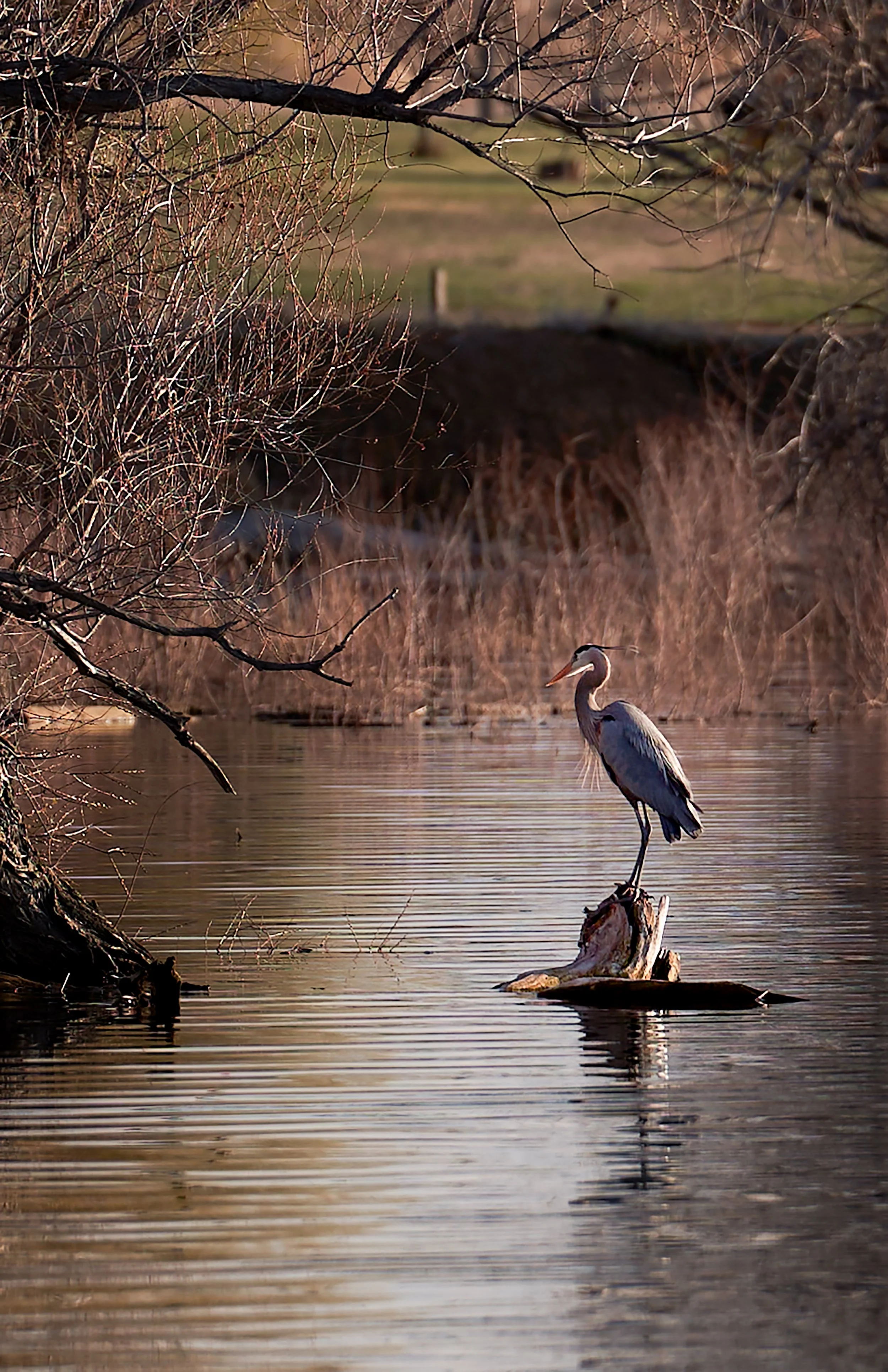 Great Blue Heron