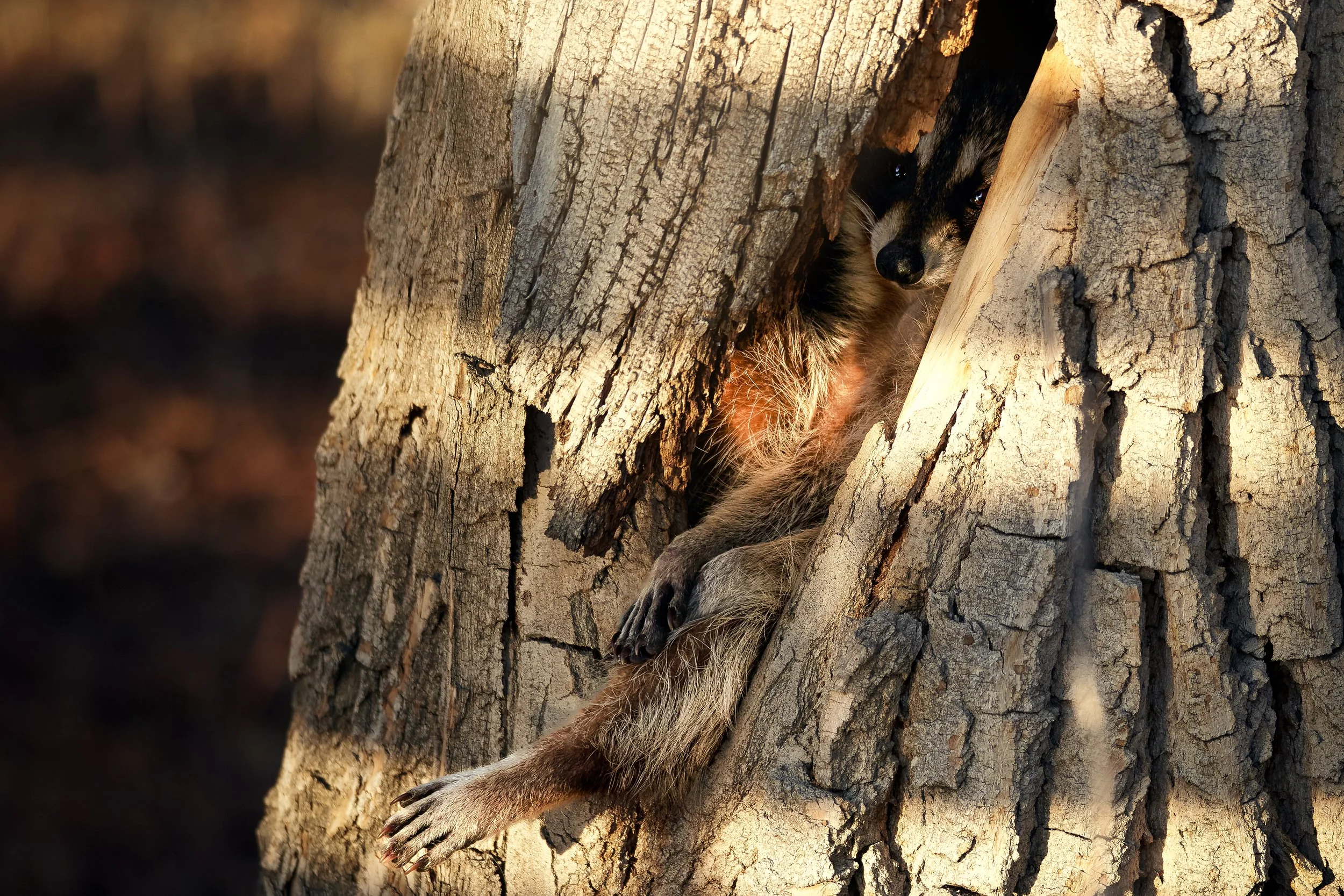 A raccoon peeking out from a hollow in a tree trunk, with part of its body and paw visible.