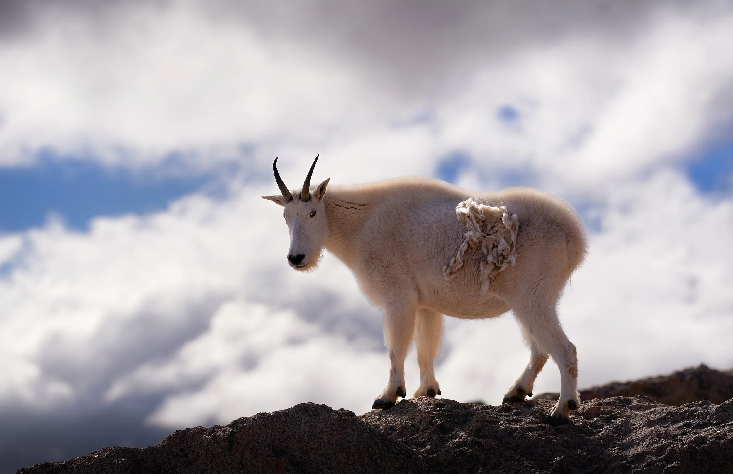 Mountain Goat