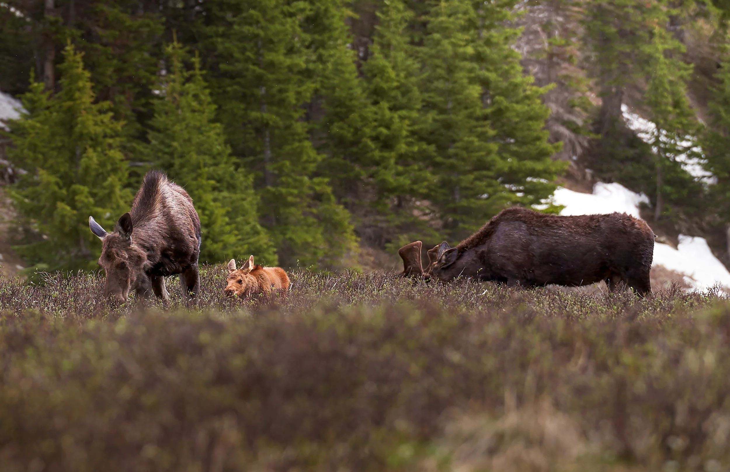 Moose Family