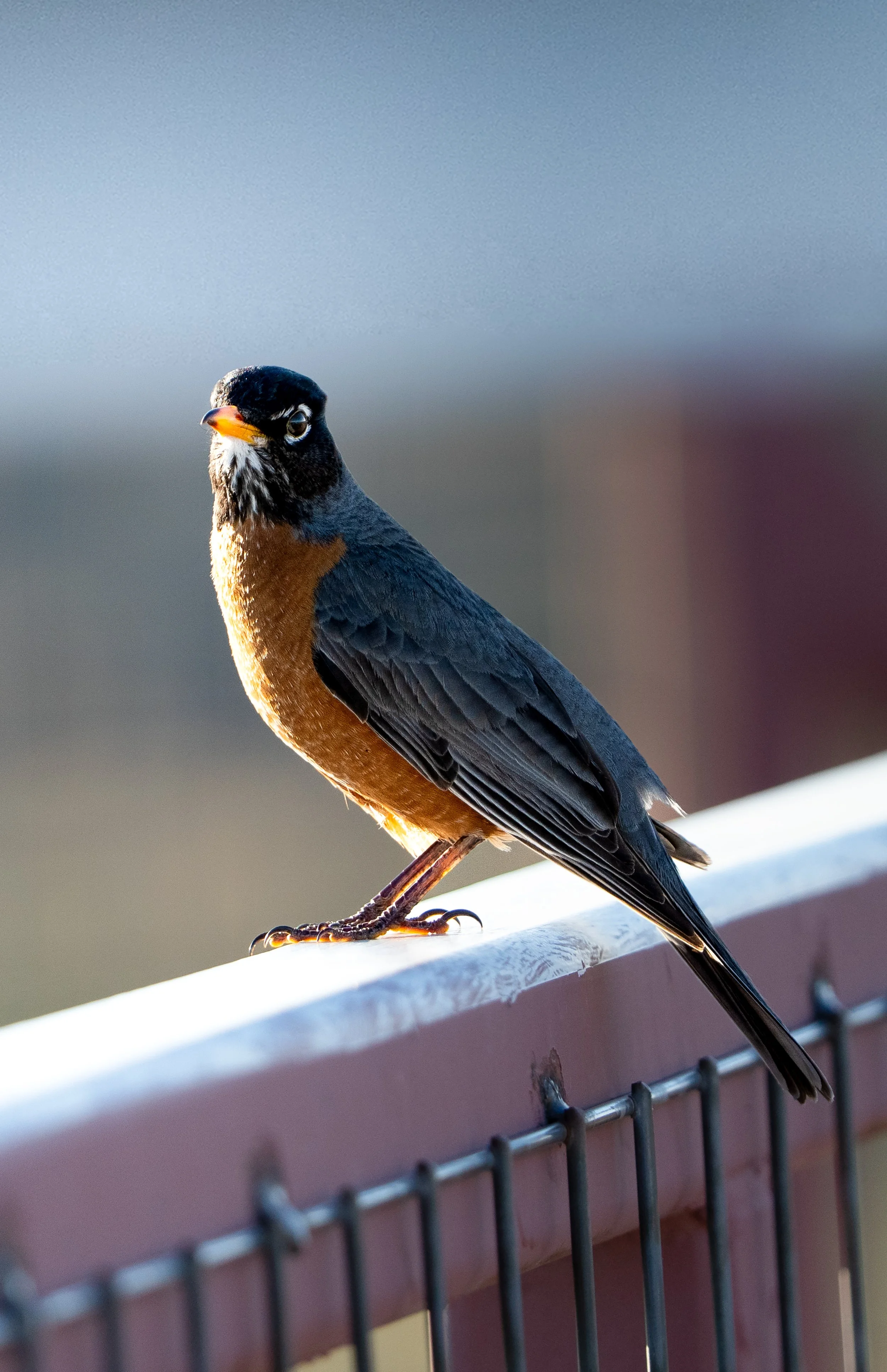 American Robin