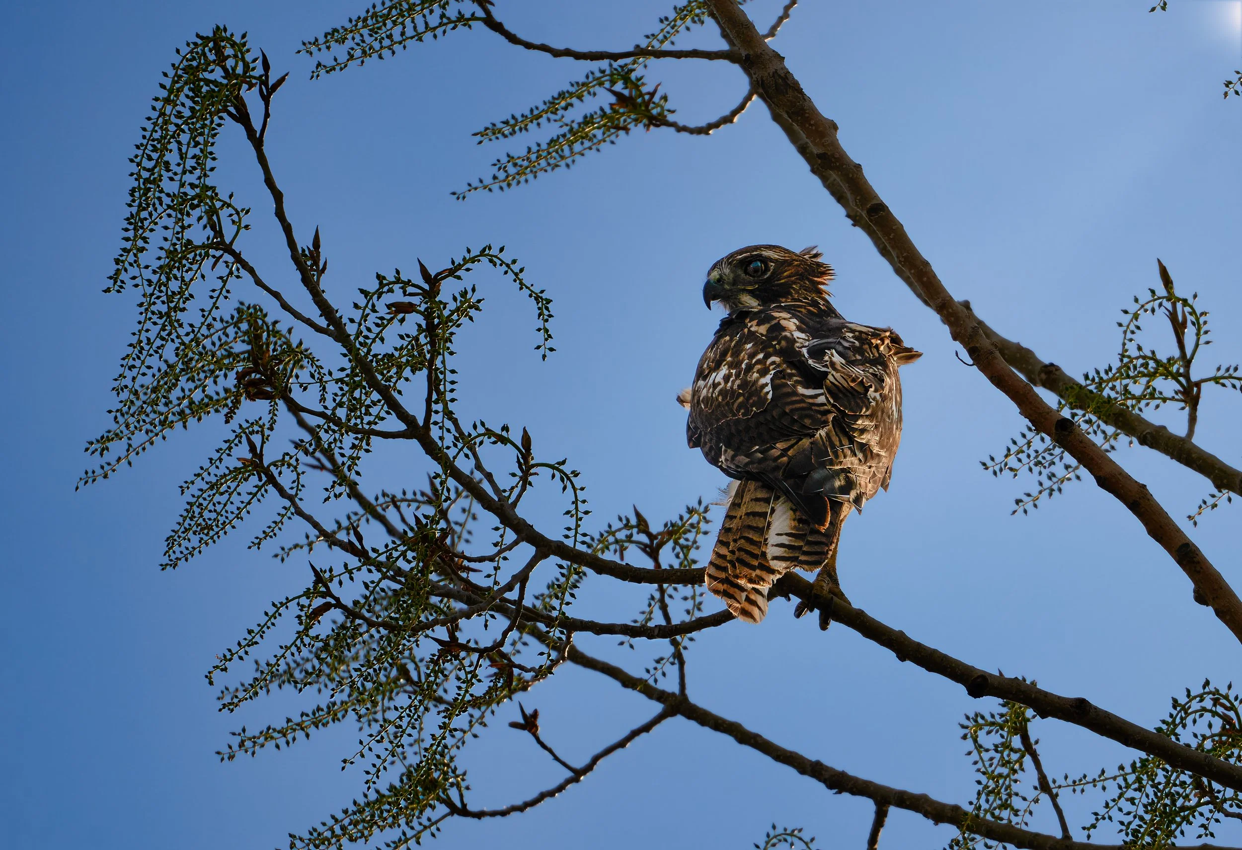 A hawk perched on a tree branch against a clear blue sky.