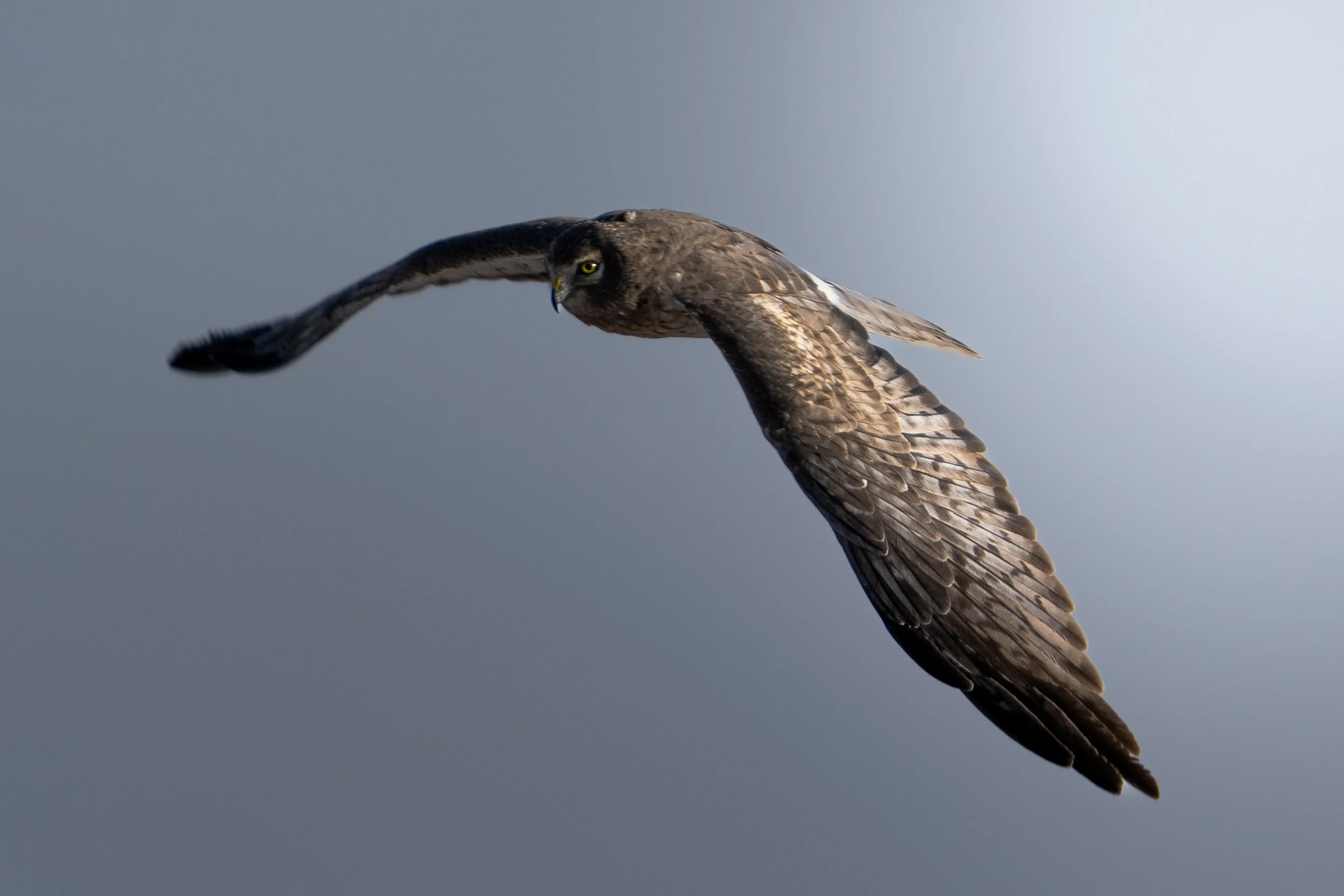 A bird of prey, possibly a hawk or falcon, flying with wings outstretched against a cloudy sky.