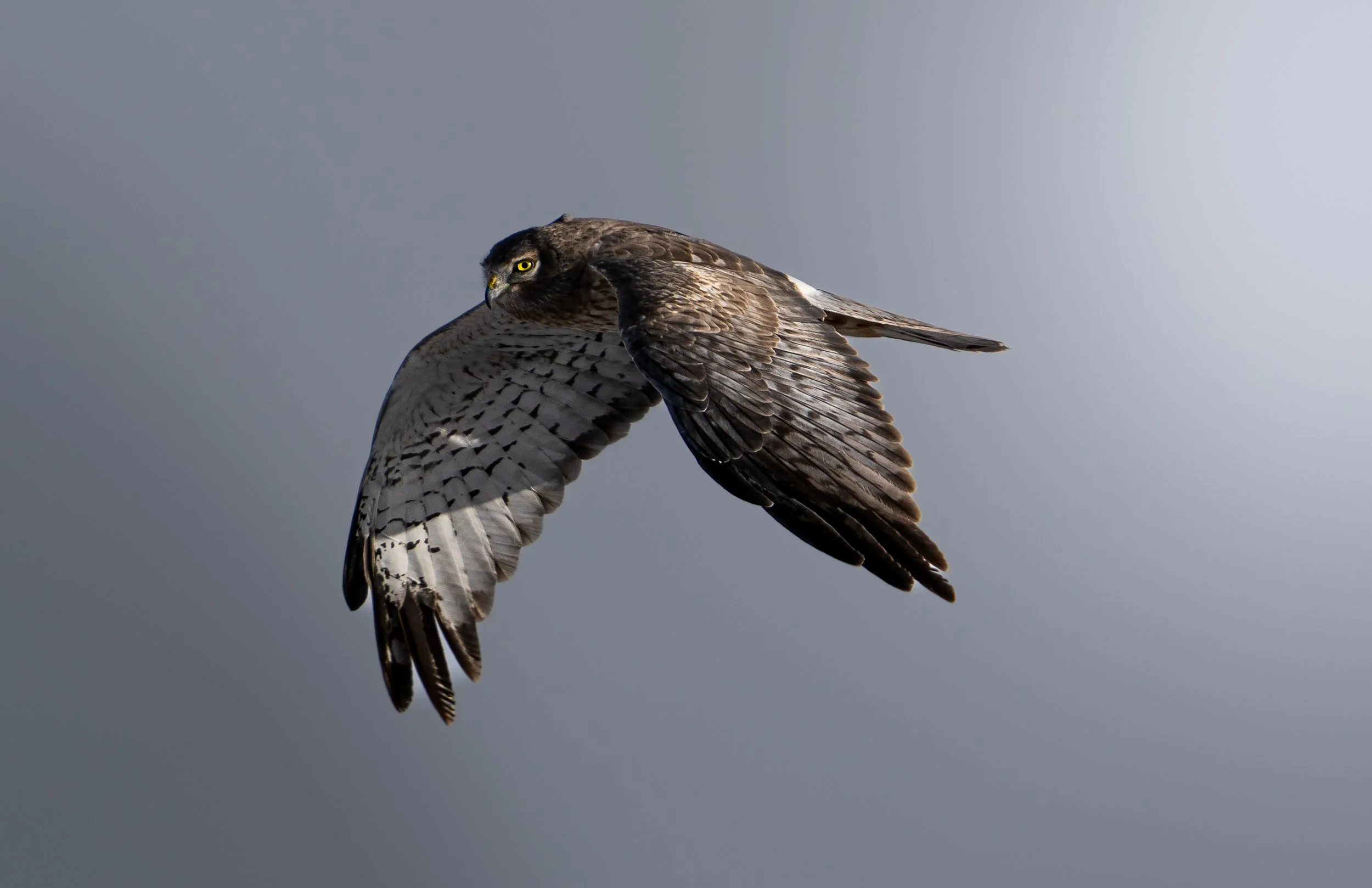 Norther Harrier