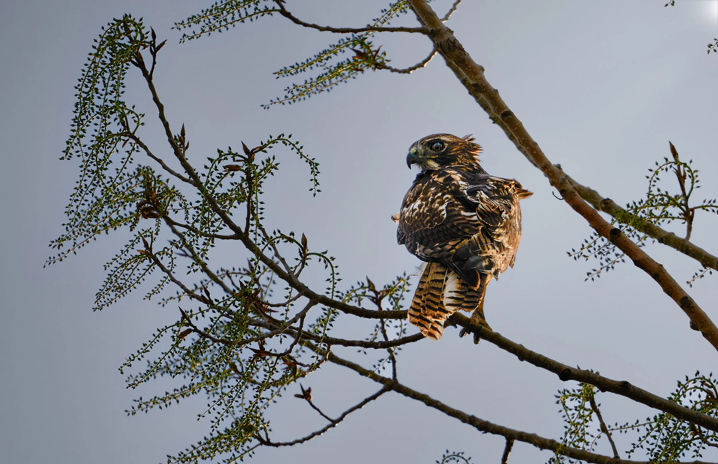 Red Tailed Hawk