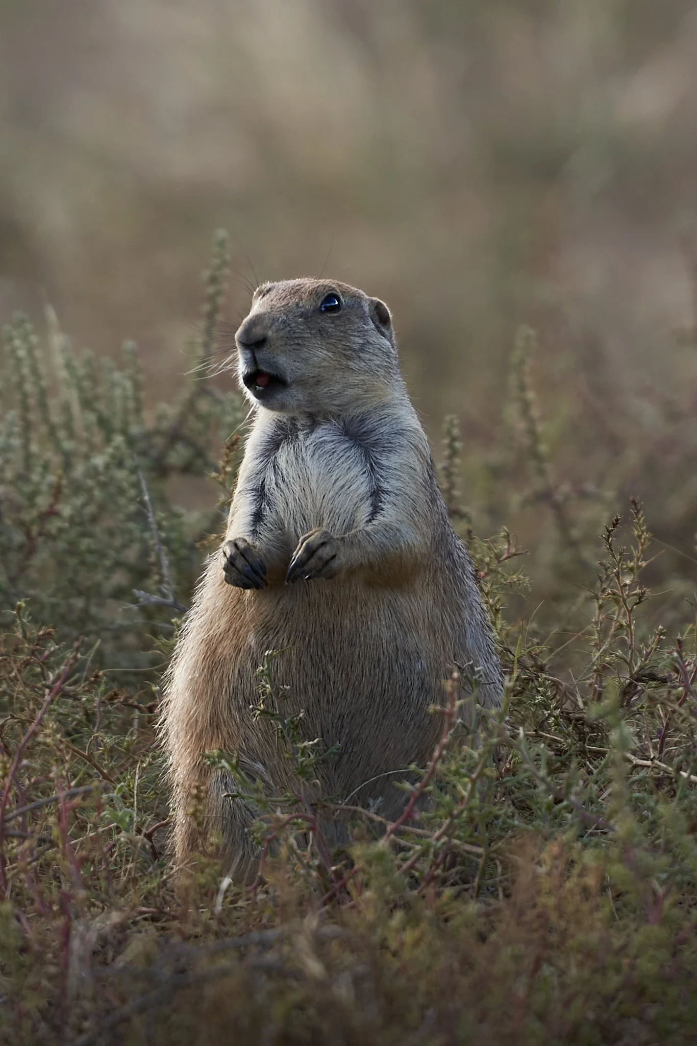 A prairie dog standing on its hind legs among dry bushes with a surprised expression.