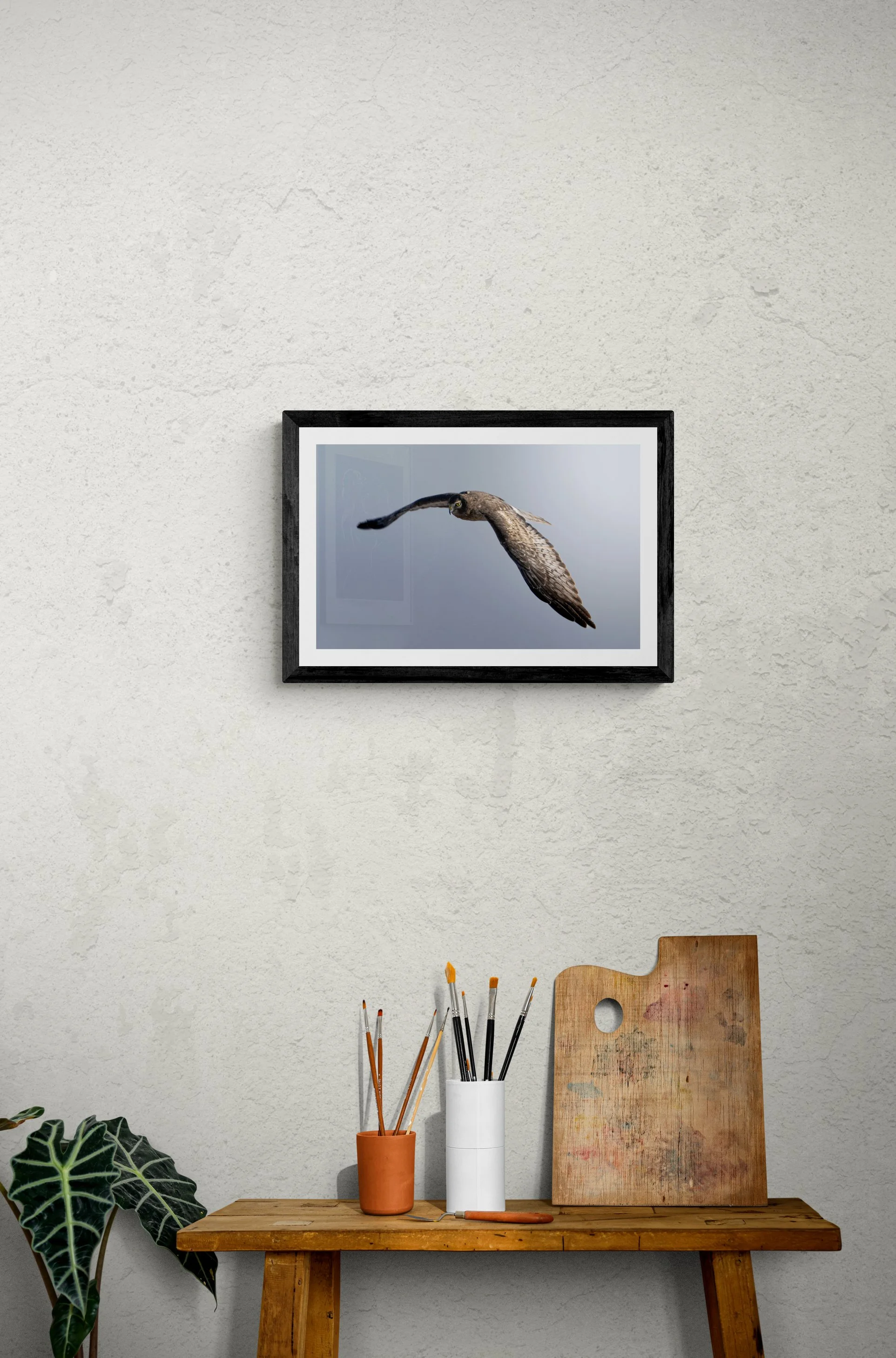 NorthernHarrierWingsExpandedFramed.jpg