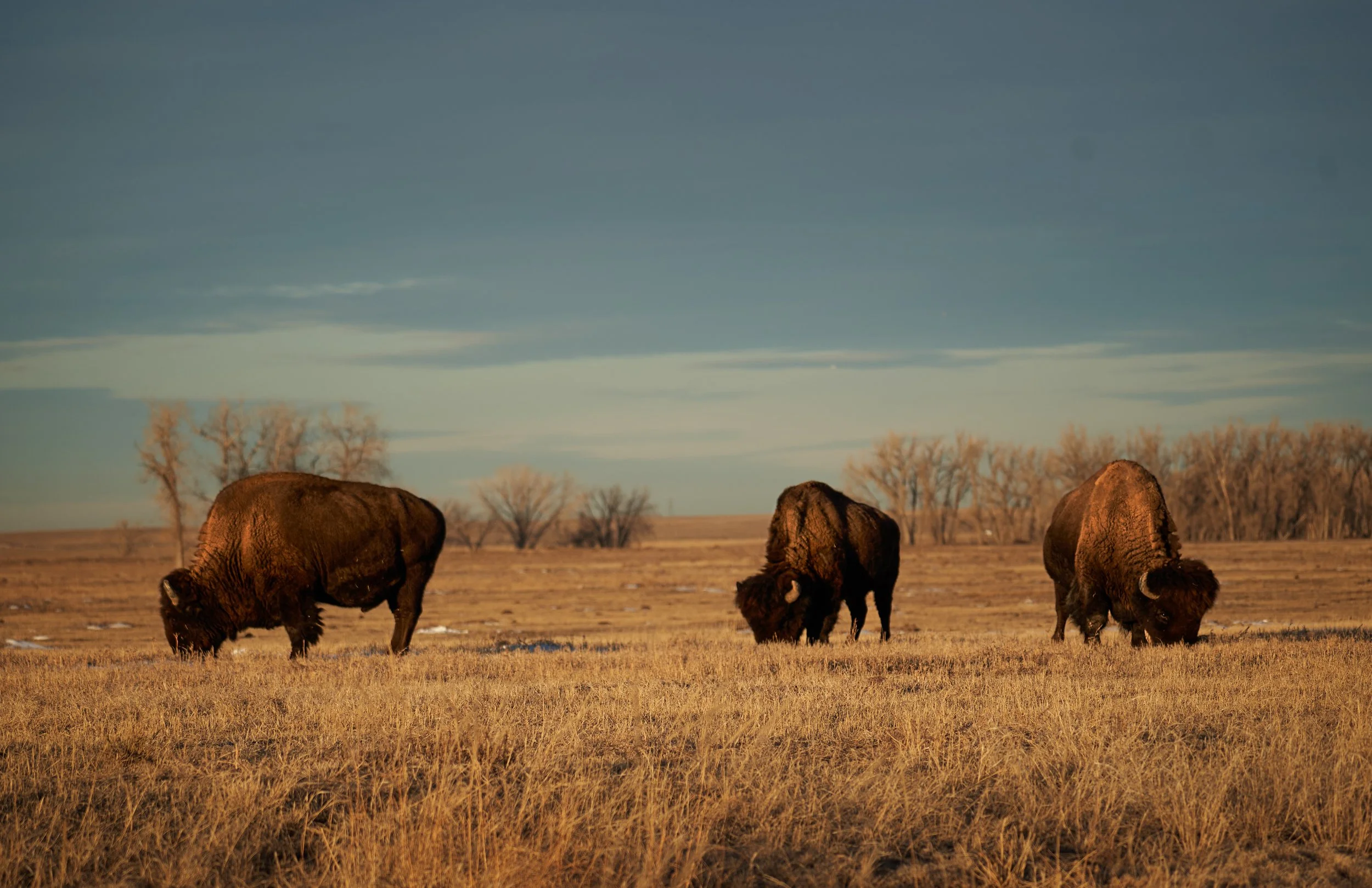 3 Bison
