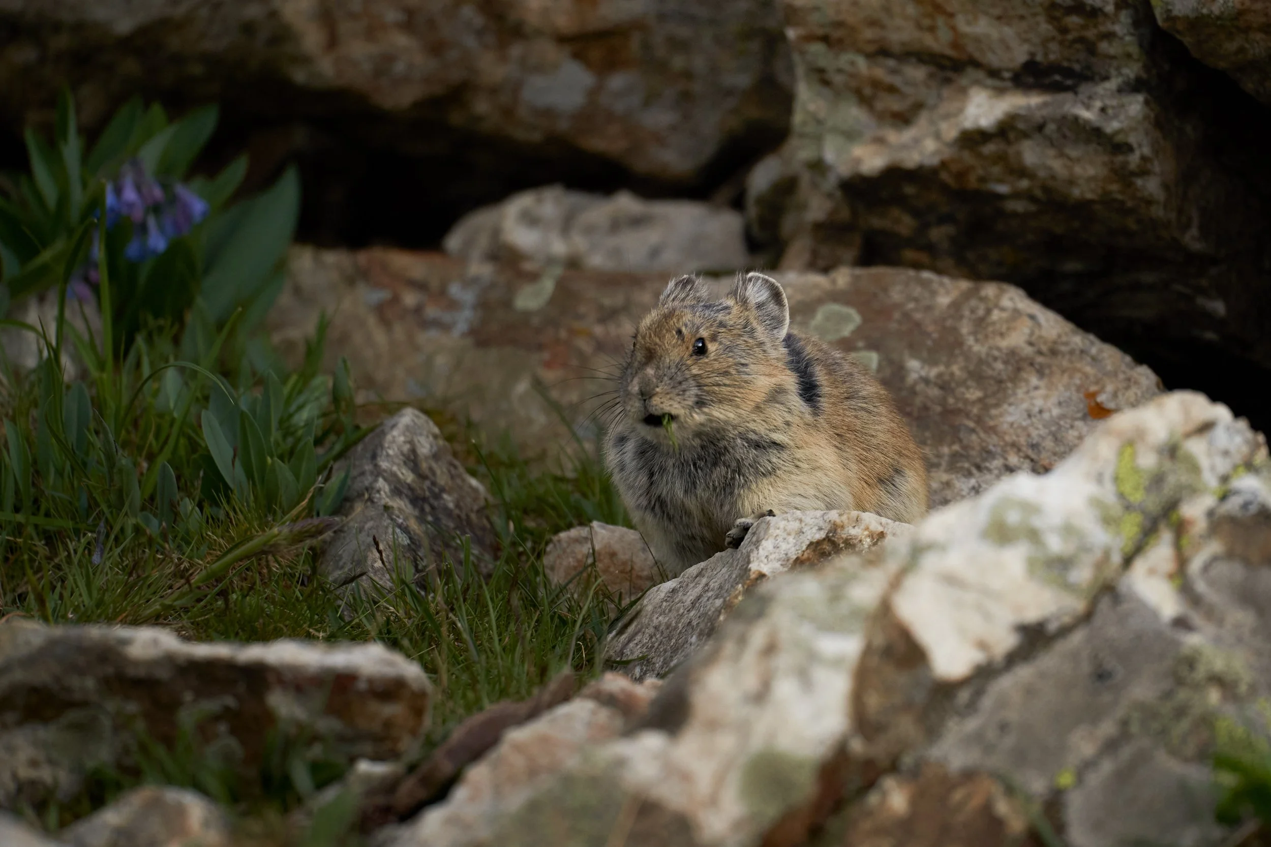 A small rodent, possibly a pika or a similar animal, sits among rocks and green plants with purple flowers, partially hidden near a rocky backdrop.