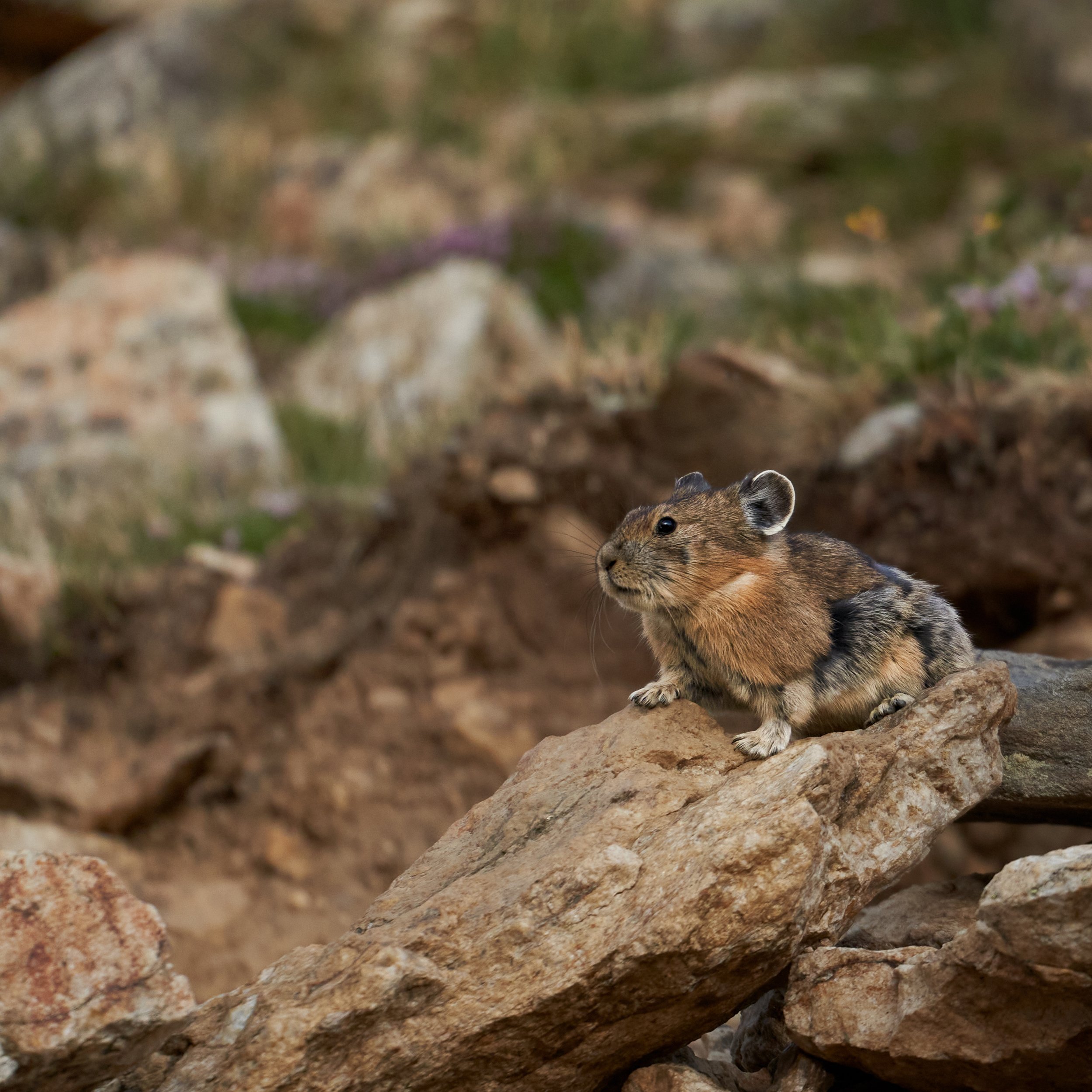 A small rodent with brown and black fur peeking out from behind rocks and debris on the ground.