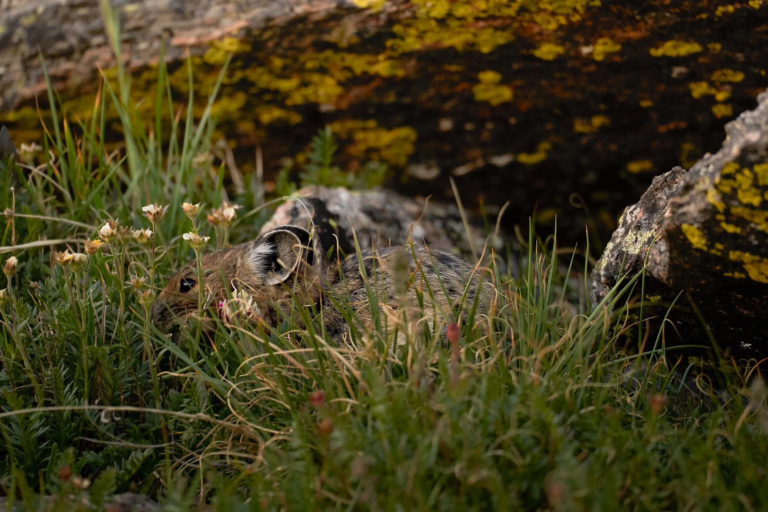 Young mountain lion lying in tall grass near rocks and a moss-covered log.