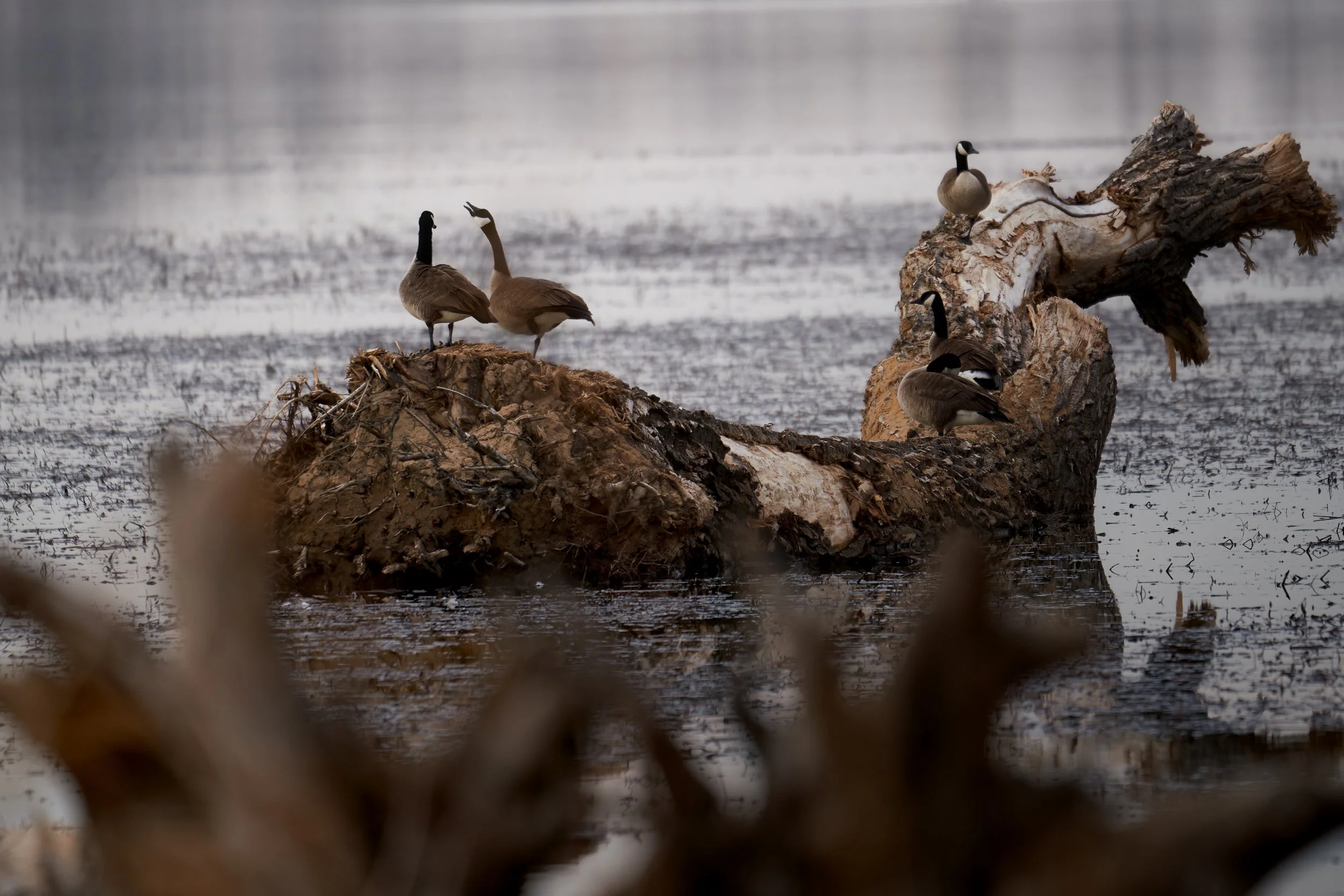 Four Canada geese standing on a piece of driftwood in a body of water.