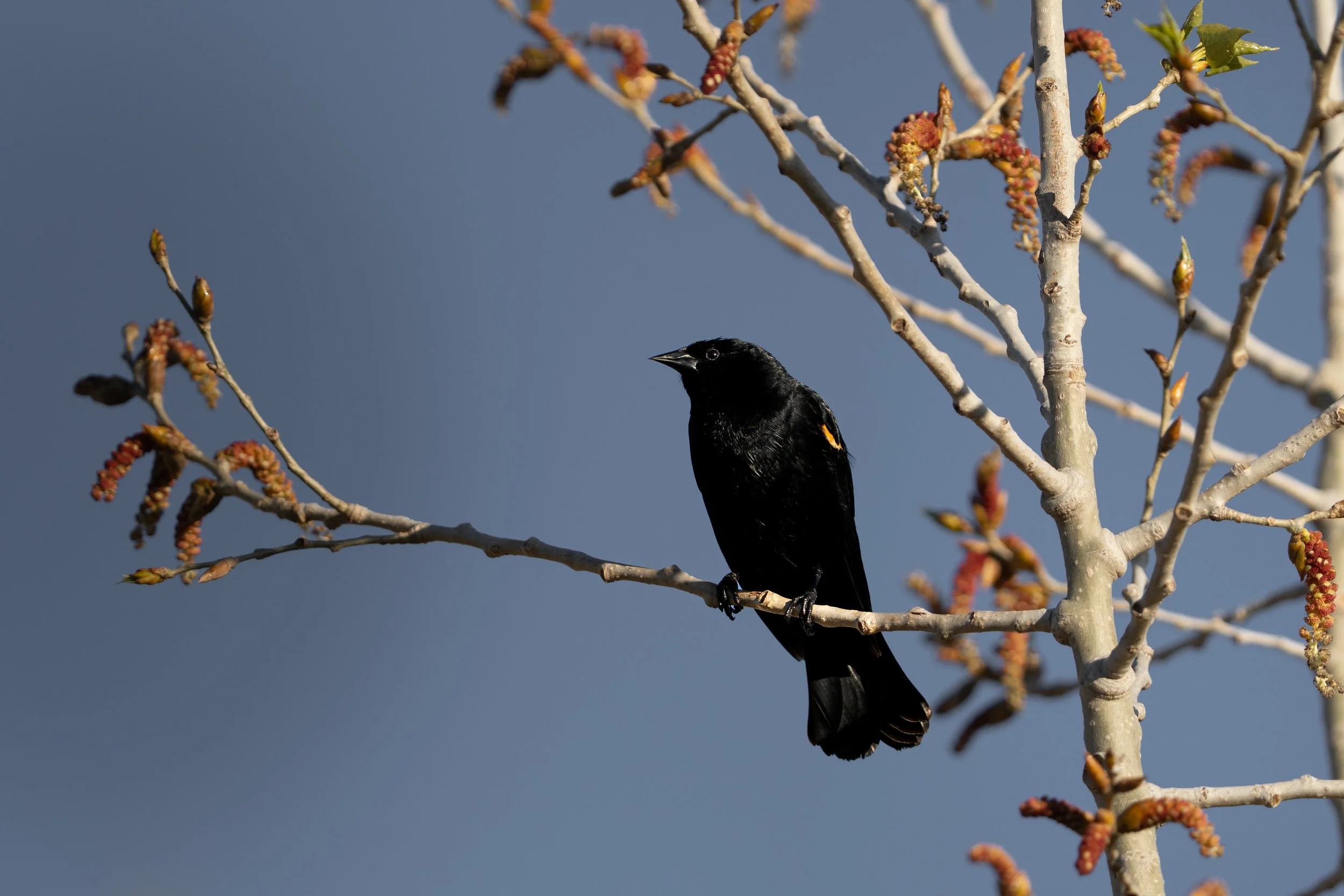 A black bird perched on a branch of a tree with budding leaves and flowers, with a clear blue sky in the background.