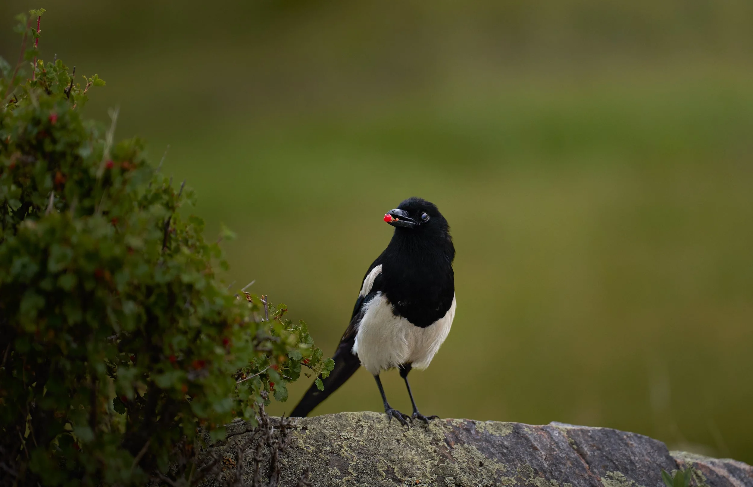 Magpie eating a berry