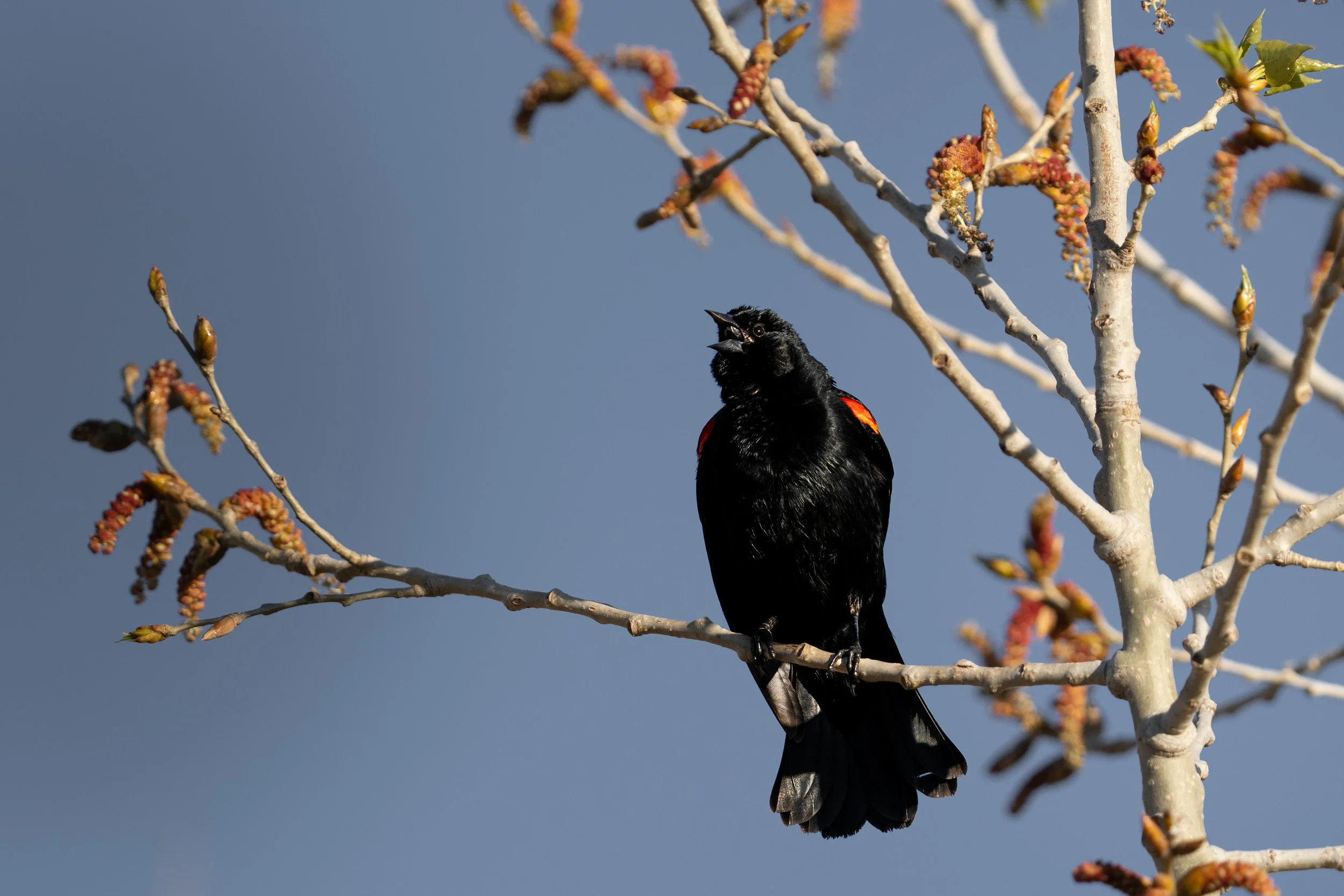 A black bird with red markings on its wings perched on a tree branch with buds and small leaves, against a clear blue sky.