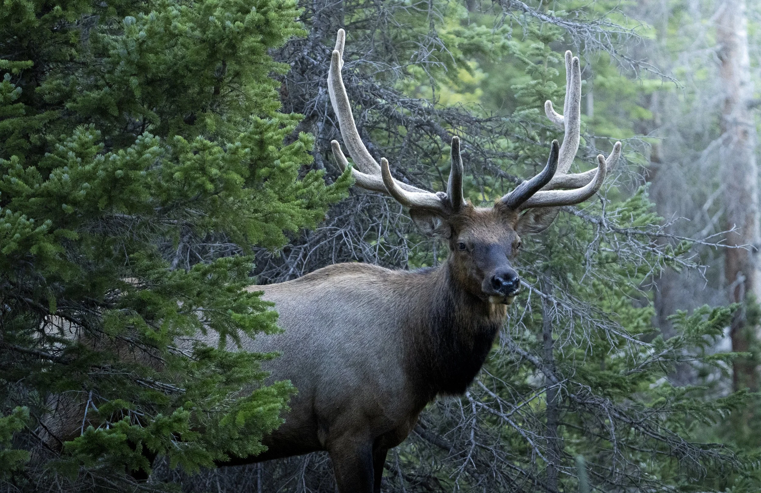 Elk.jpg