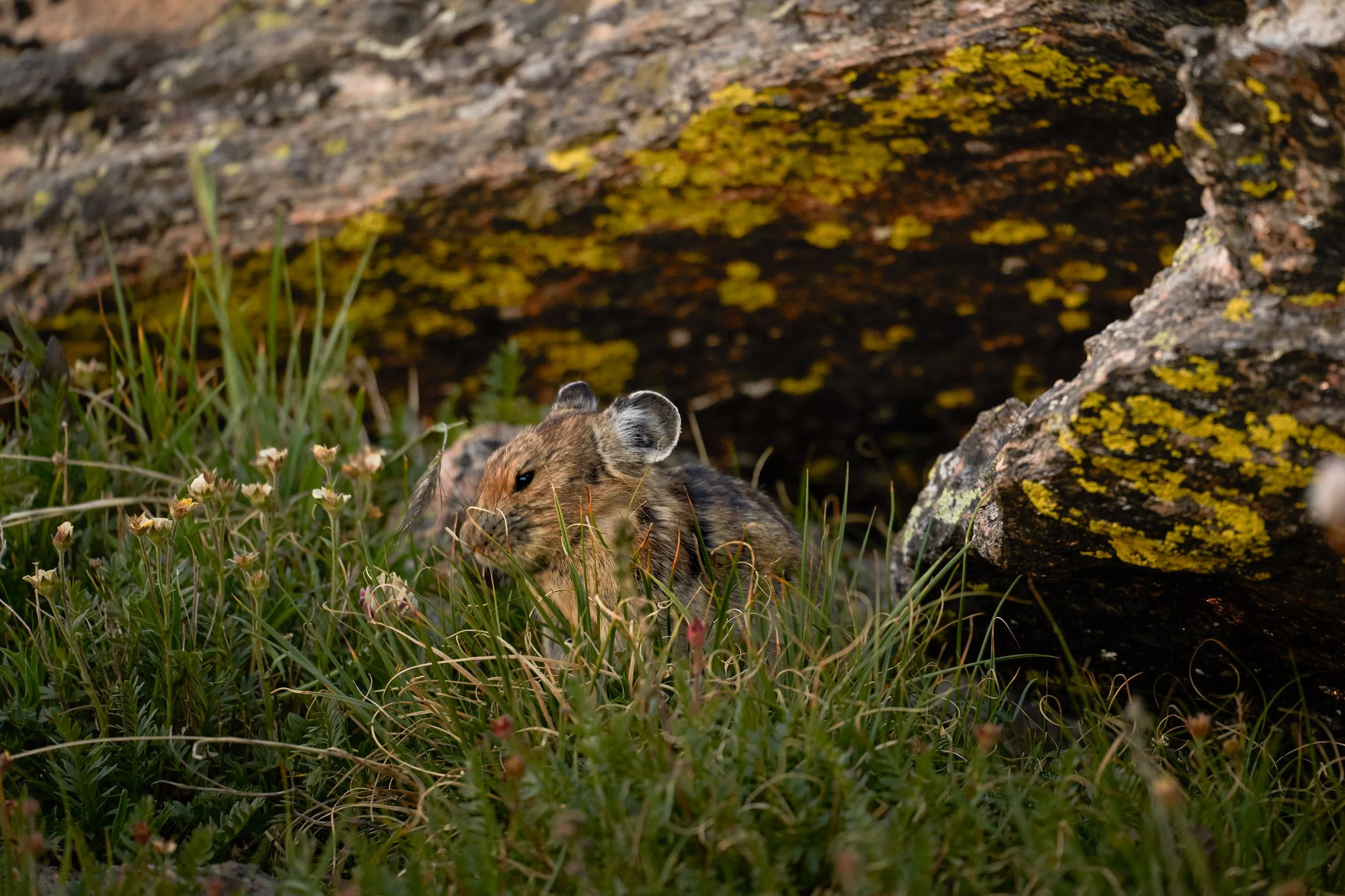 Close-up of a small animal, possibly a rodent such as a mouse or vole, partially hidden among grass and small flowers, with a large rock covered in yellow moss or lichen in the background.