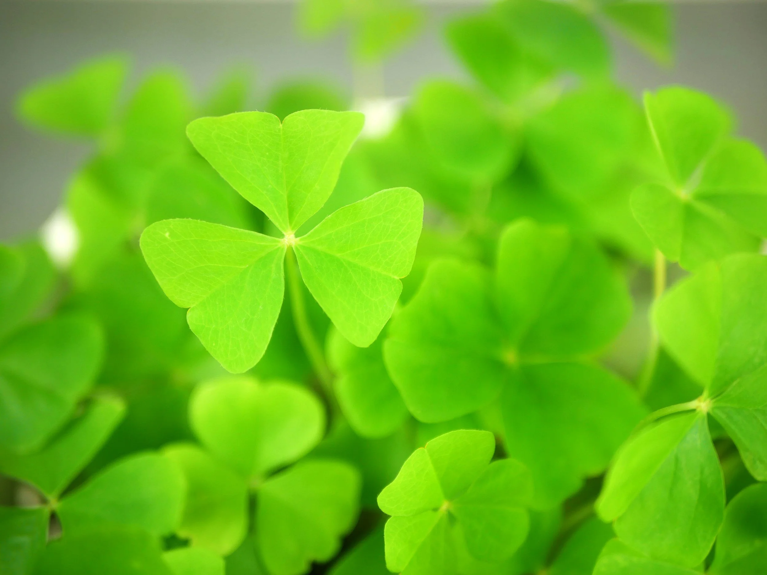 Happy St. Patrick's Day