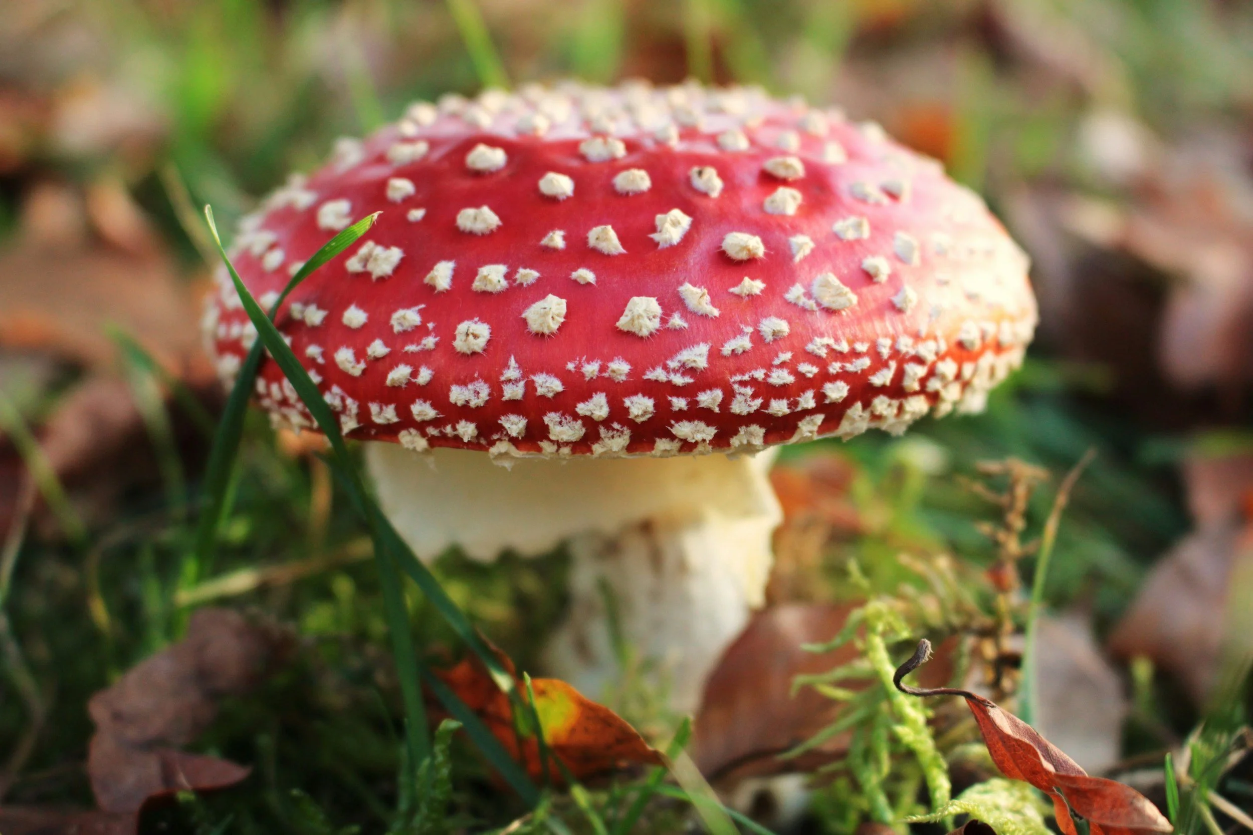 De herfst is begonnen