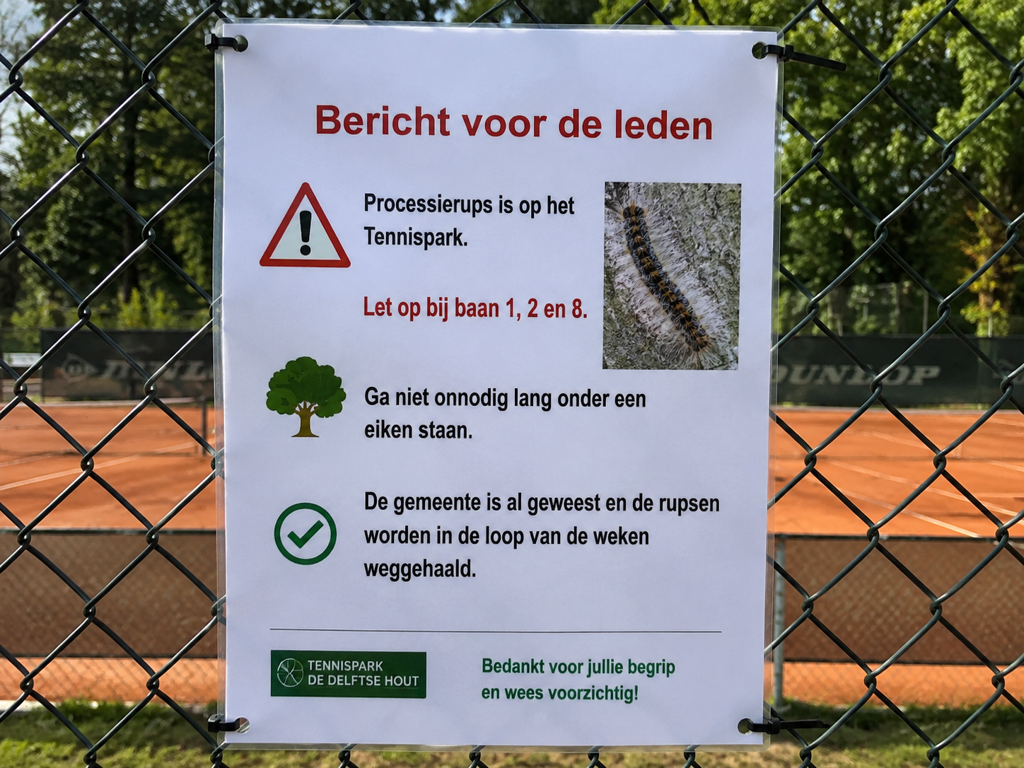 Eikenprocessierups aanwezig op het tennispark