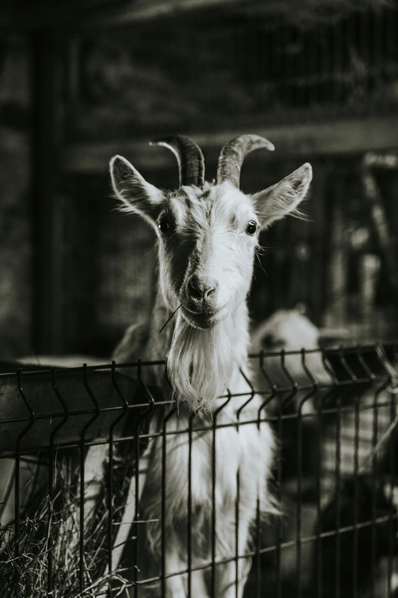 GOAT Tennis Wintertoernooi – save the date