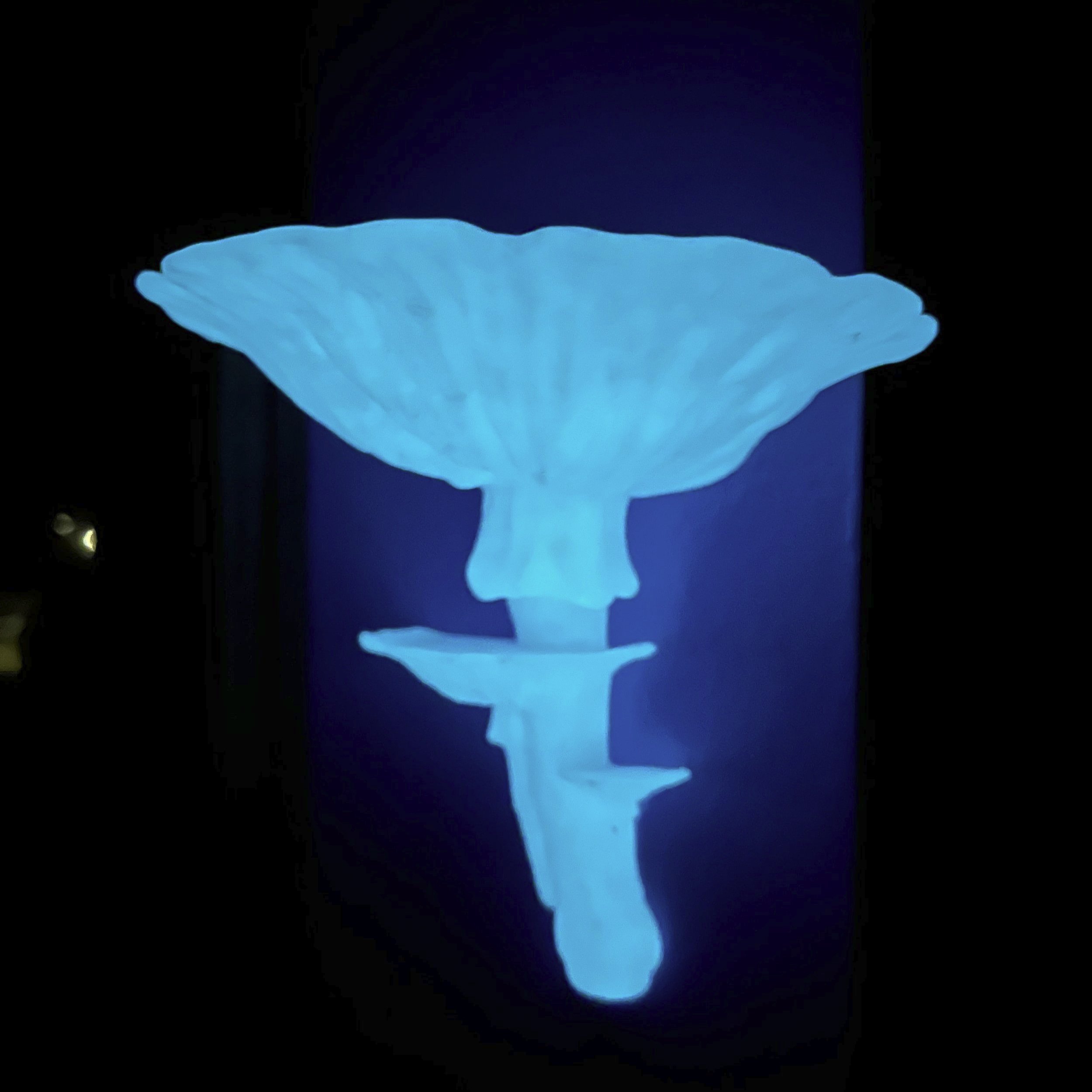 Glow in the dark mushroom shelf, mushroom shelf, mushroom shelves, 3d printed mushroom shelf, mushroom home decor, cottagecore, shroom shelf