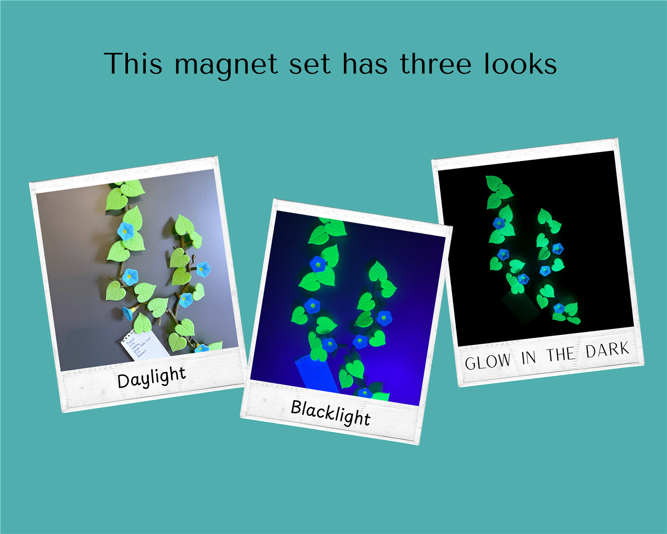 Three looks Morning glory (Large).png