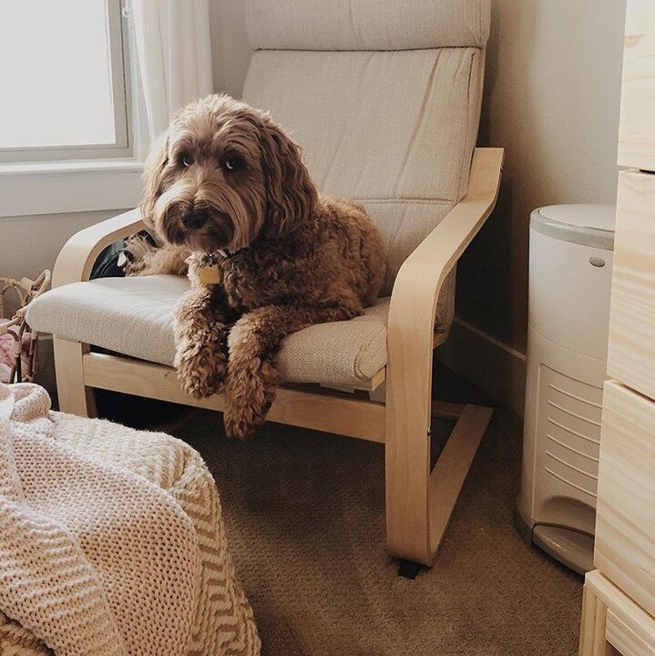 We heard that it's National Dog Day, and look at this - D&eacute;kor diaper pail is so good, @posydoodle can't even smell it! 🥰

.
.
.
#dekor #stepdropdone #nationaldogday #dogday #dogsofinstagram #dogoftheday #doodlegram #doodlesofinsta