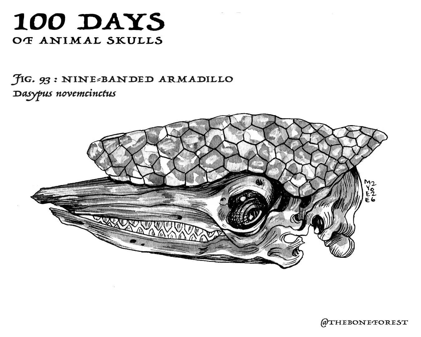 93 Nine-banded Armadillo.jpg