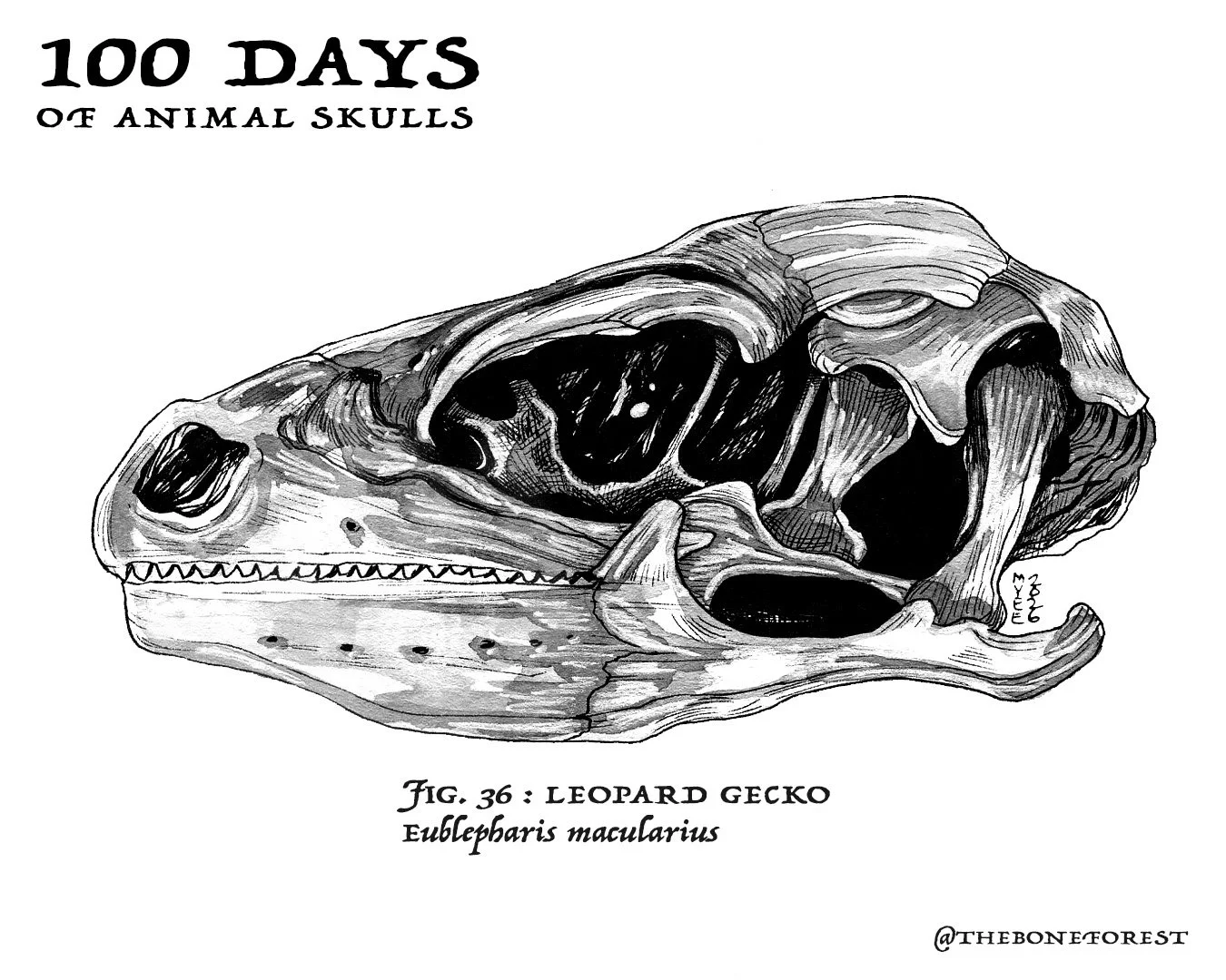 36 Leopard Gecko.jpg