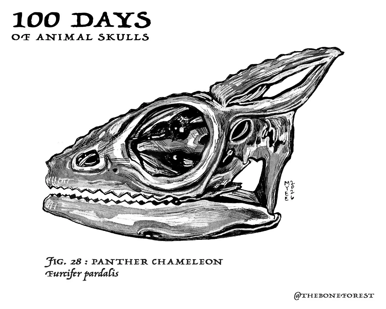 28 Panther Chameleon.jpg