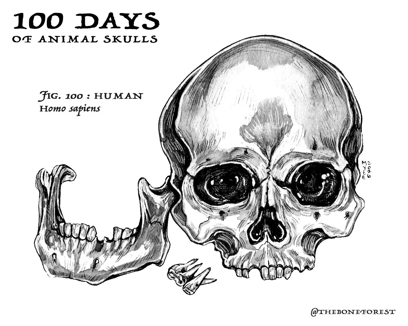 100 Human.jpg