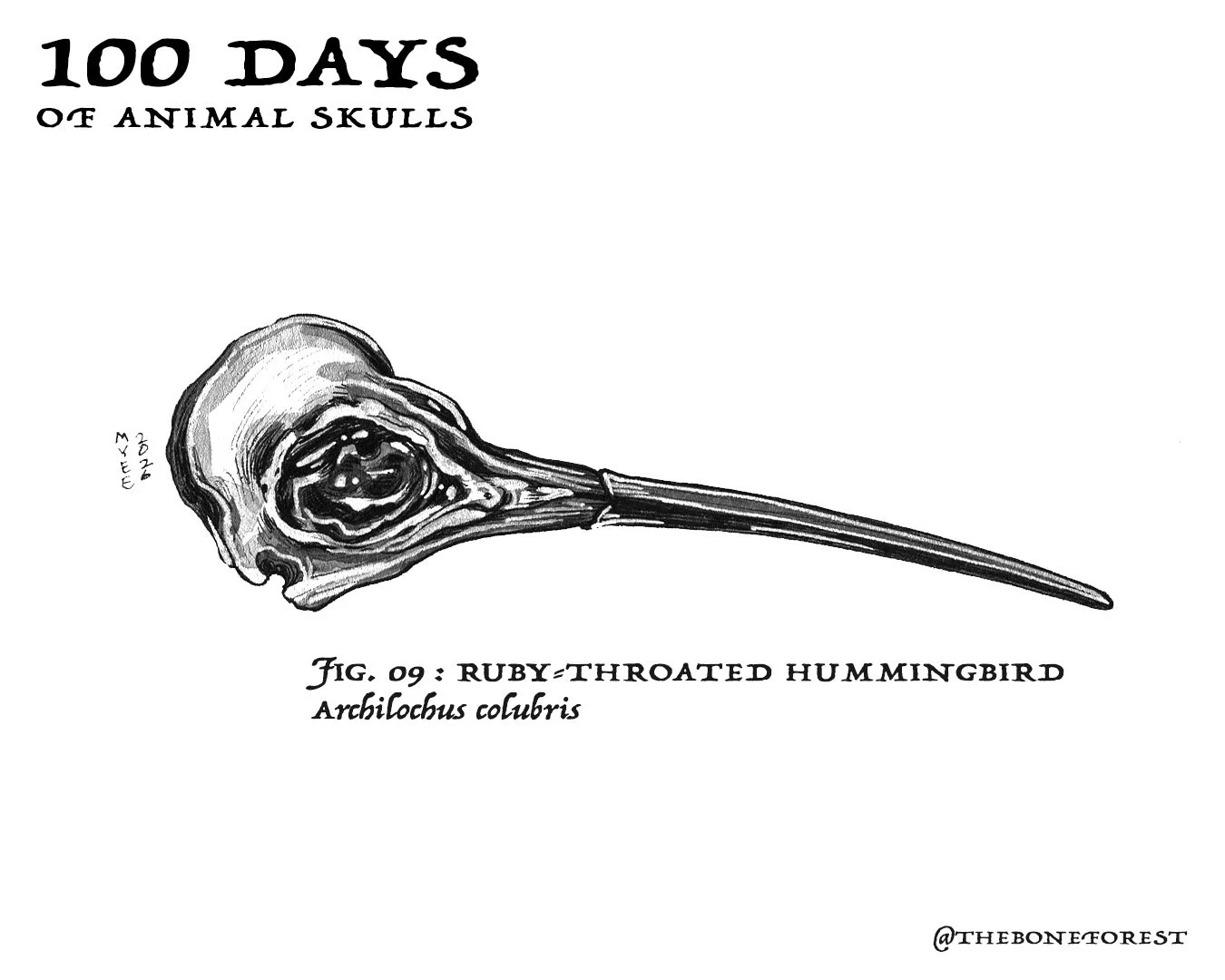 9 Ruby-Throated Hummingbird.jpg