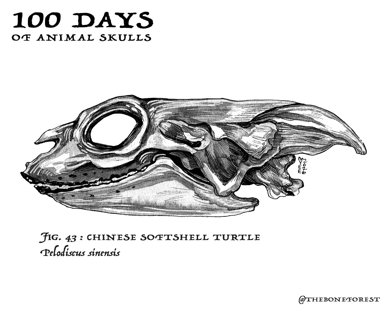 43 Chinese Softshell Turtle.jpg